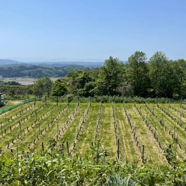 富山県のワイナリー「セイズファーム」のぶどう畑