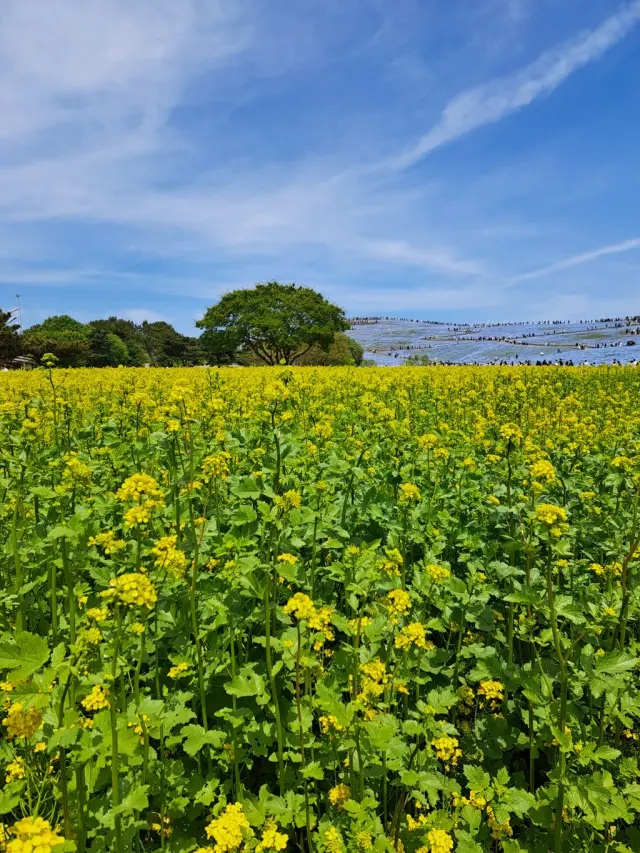 一度は見たい絶景～ひたち海浜公園のネモフィラ～_1_4