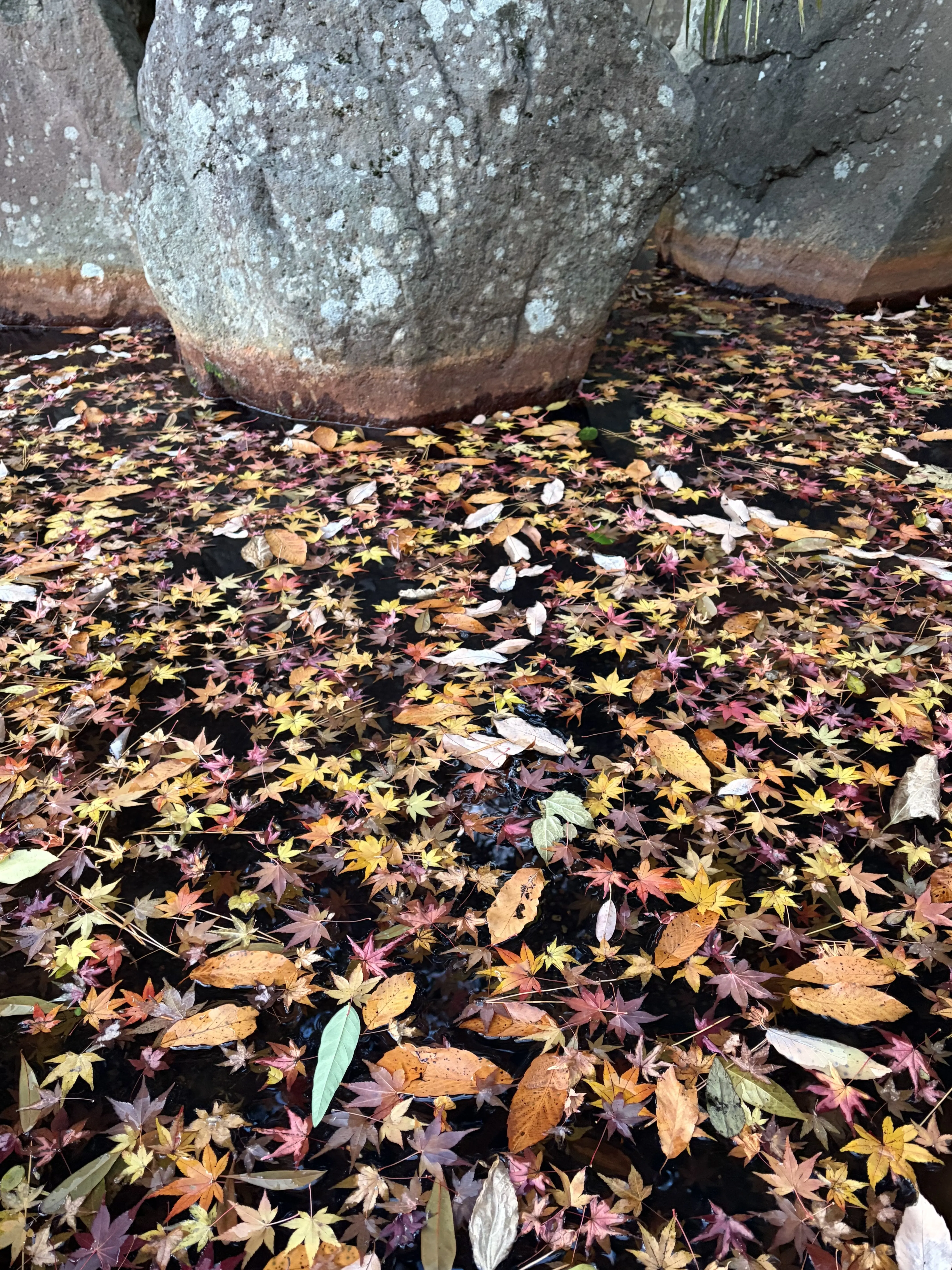 炭酸泉源にあった美しい落ち葉