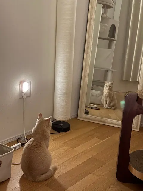 ねこ　保護猫　