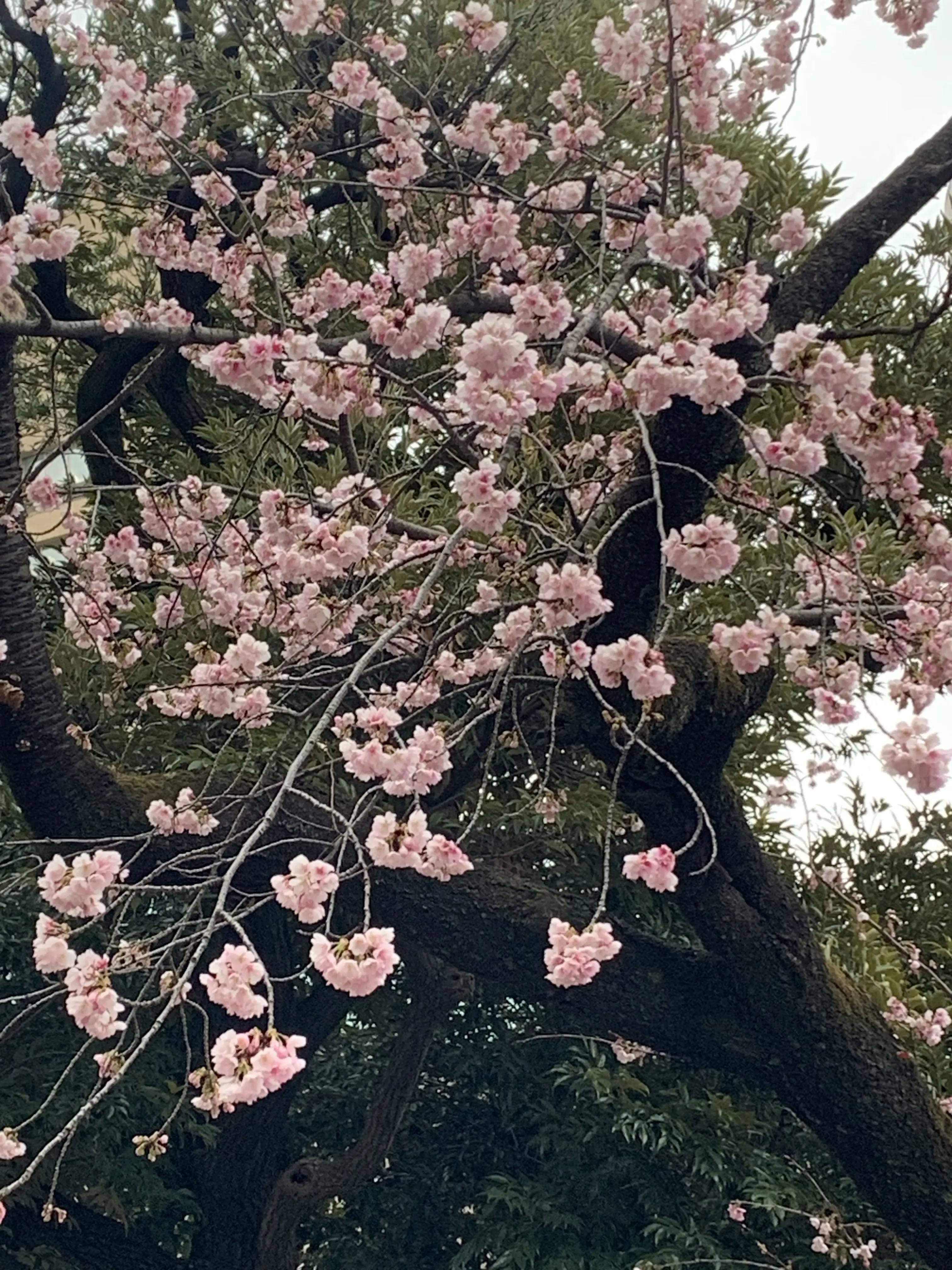 【アートに触れる1日】山本容子さんご本人の解説による版画展へ行ってきました_1_39