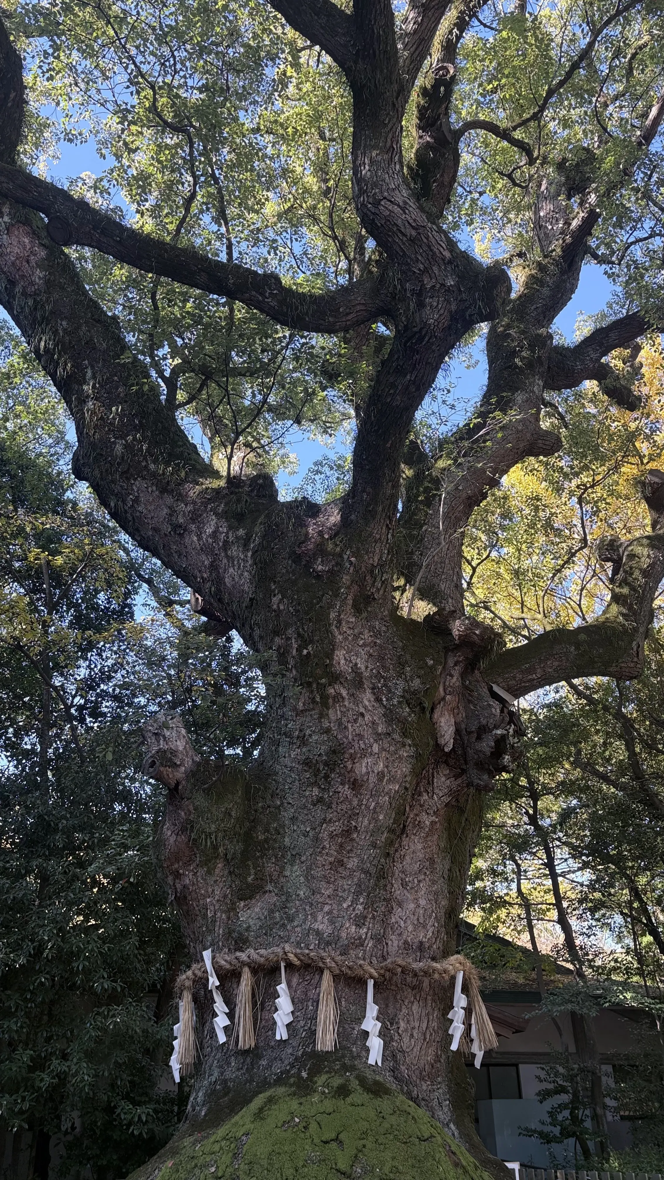 樹齢1000年の樹木