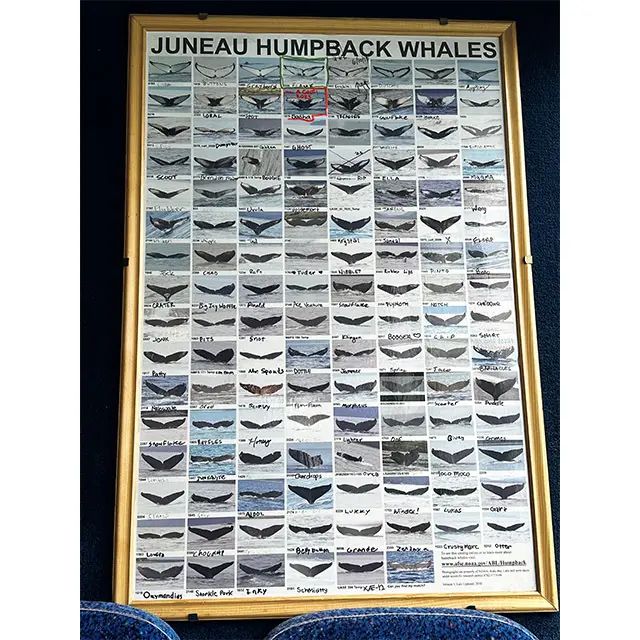 アラスカの州都ジュノーから行くホ エールウォッチングは、大人気。専用船内のボー ドには、この海域で生息するザトウクジラの名前 と識別のための尾びれの写真がずらり