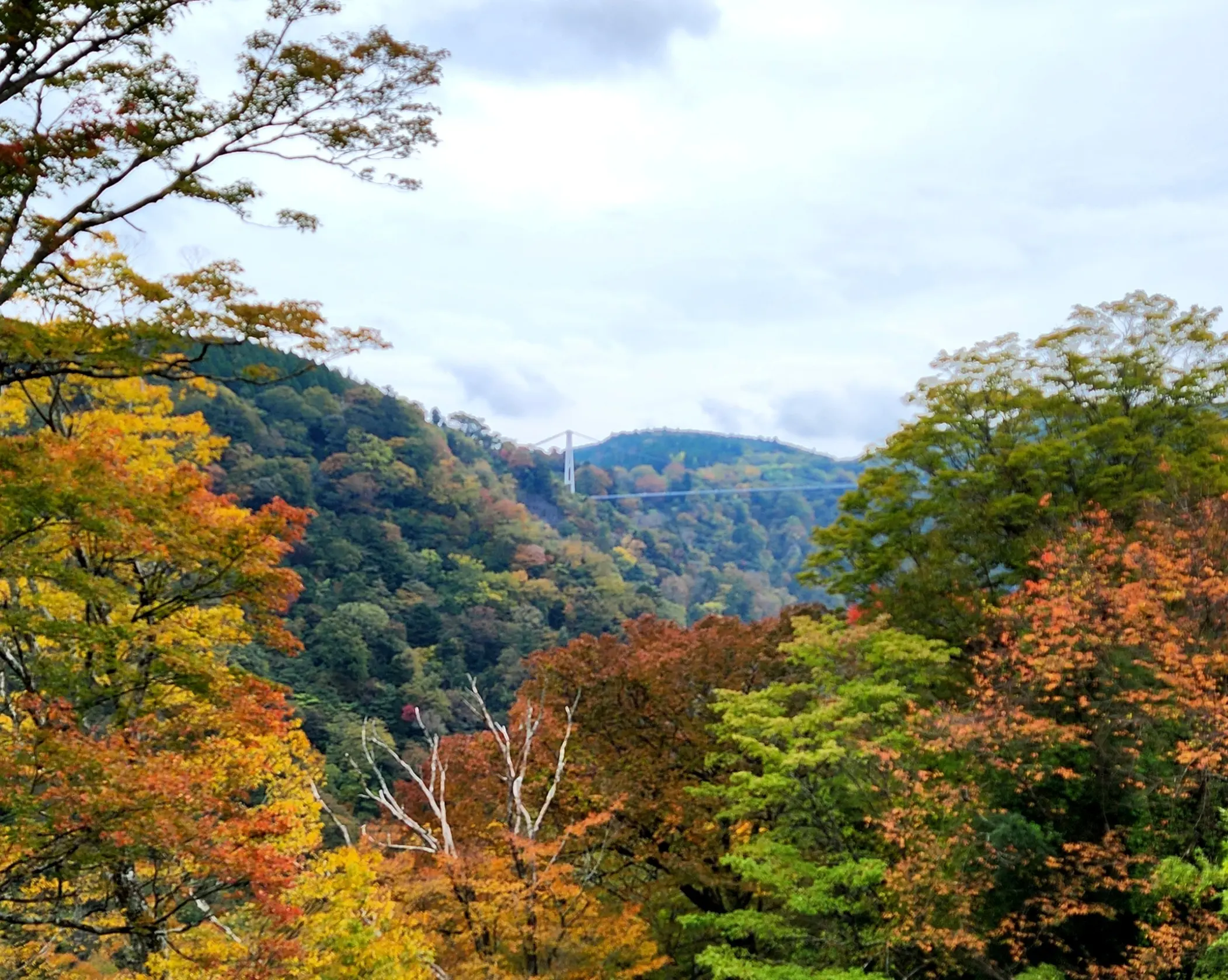 遠くに見えるのが、九重&quot;夢&quot;大吊橋です。