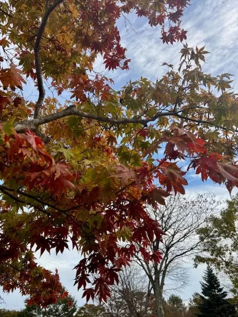 愛犬と那須へおでかけ♪牧場ランチ＆美しい紅葉_1_9-2