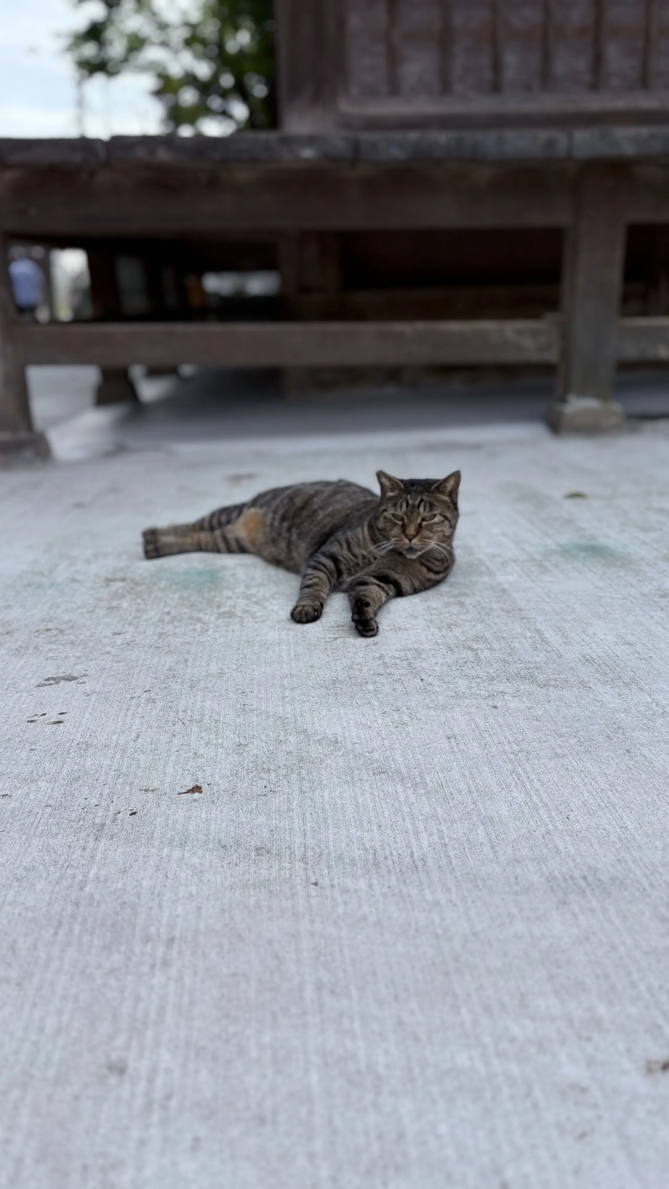 本殿 ねこちゃん 飼い猫 神奈川県三浦市 海南神社