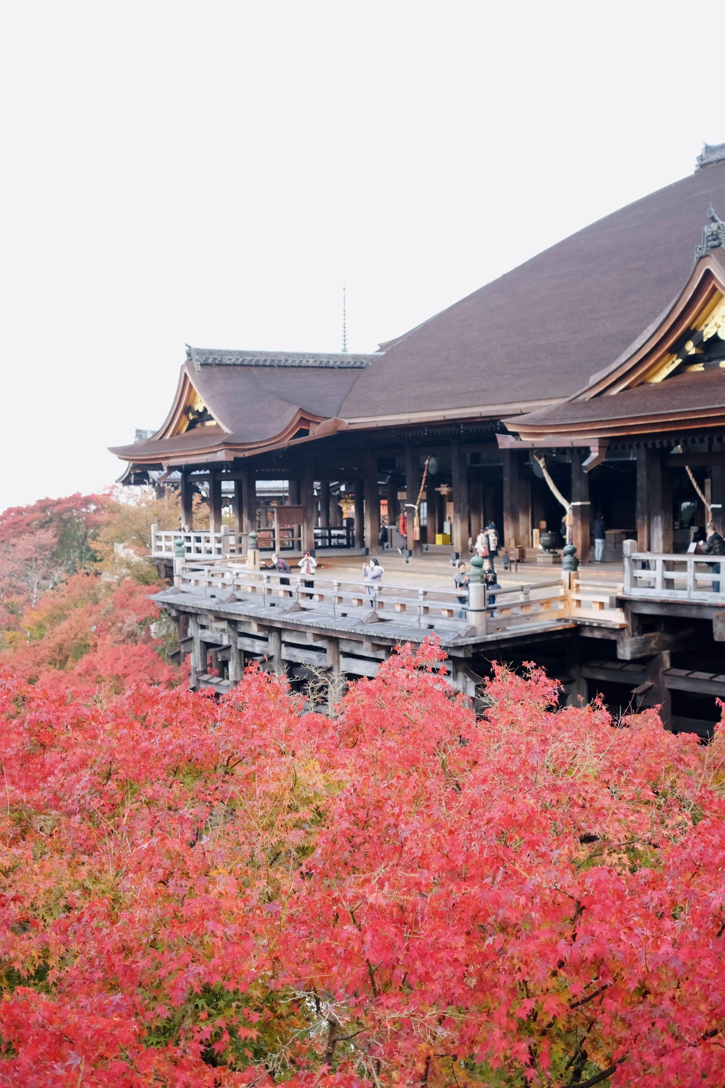 京都「清水寺」本堂と紅葉の景色