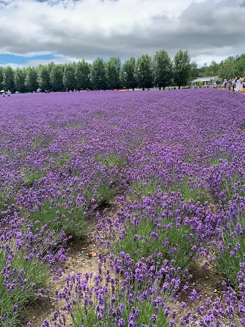 旭川～富良野～帯広へ_1_5-2