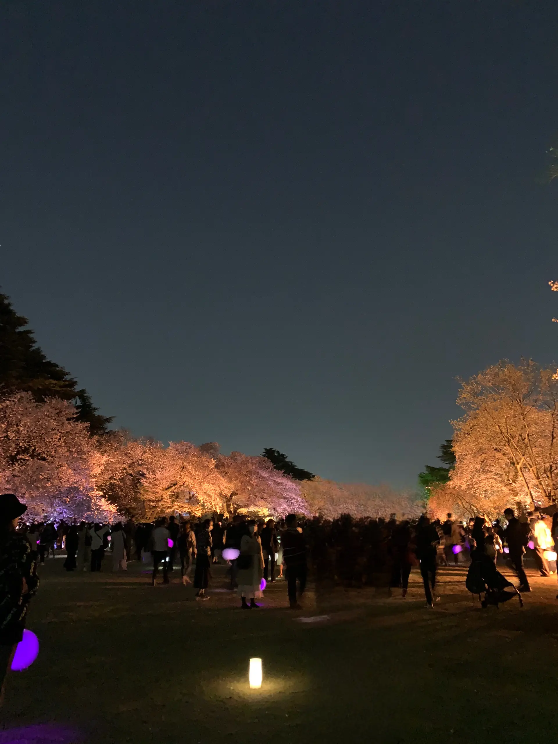期間限定 ライトアップ夜桜　～幻想の世界～　新宿御苑×NAKID_1_7-1