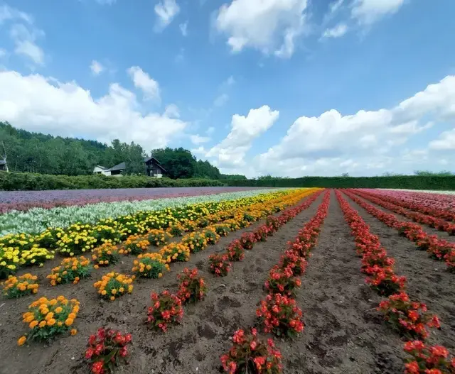 ラベンダー以外のお花も とても綺麗に咲いていました。