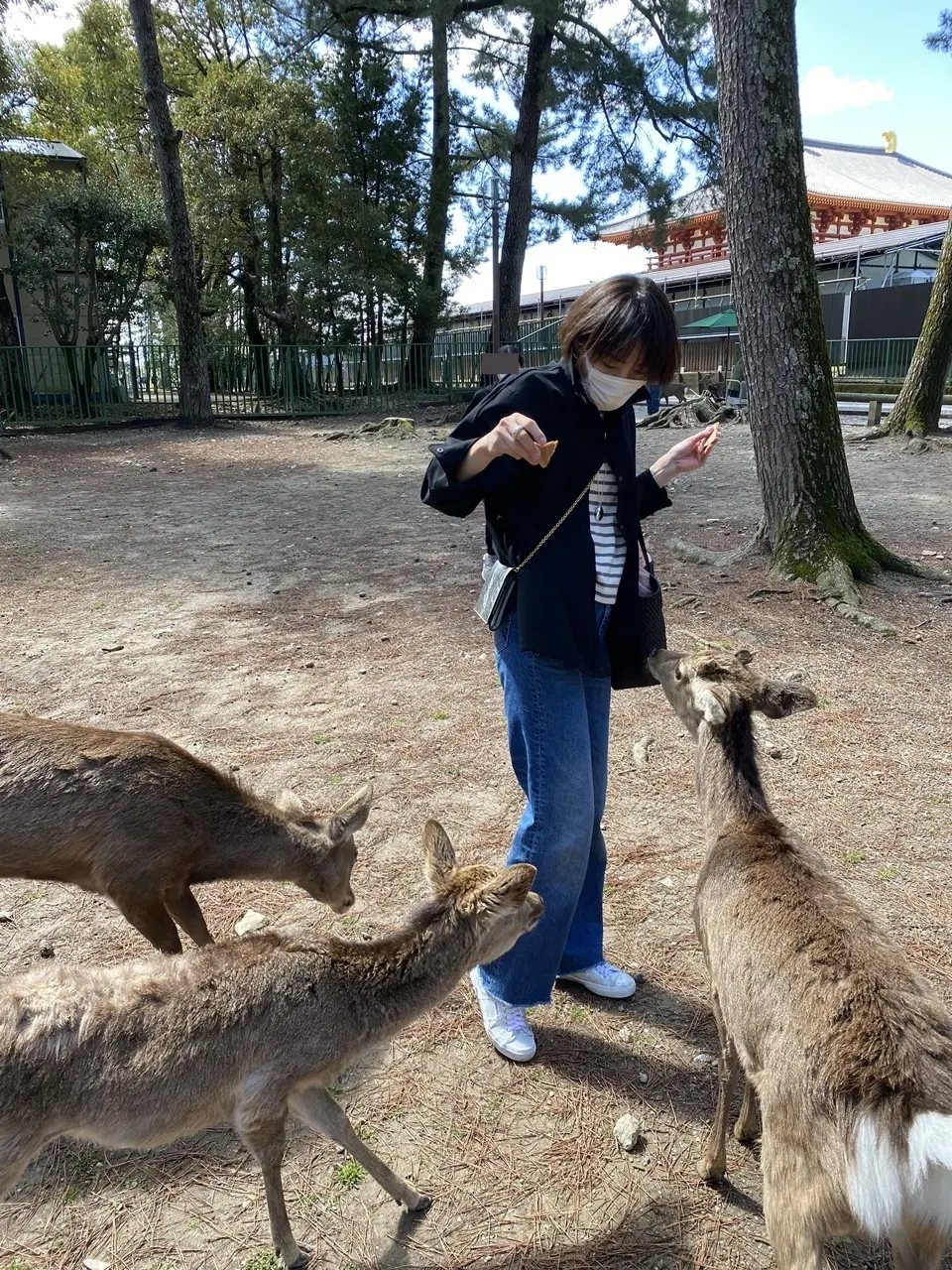 奈良公園にて 鹿と私