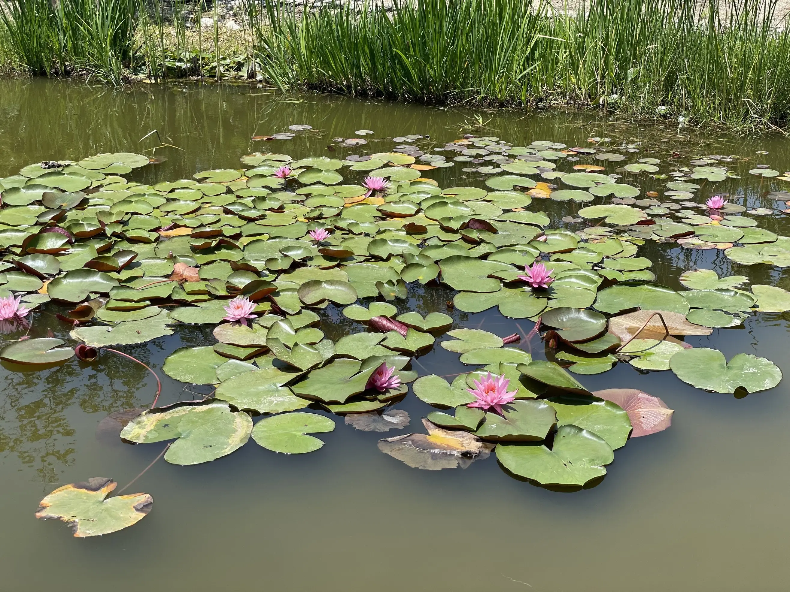 はすの花