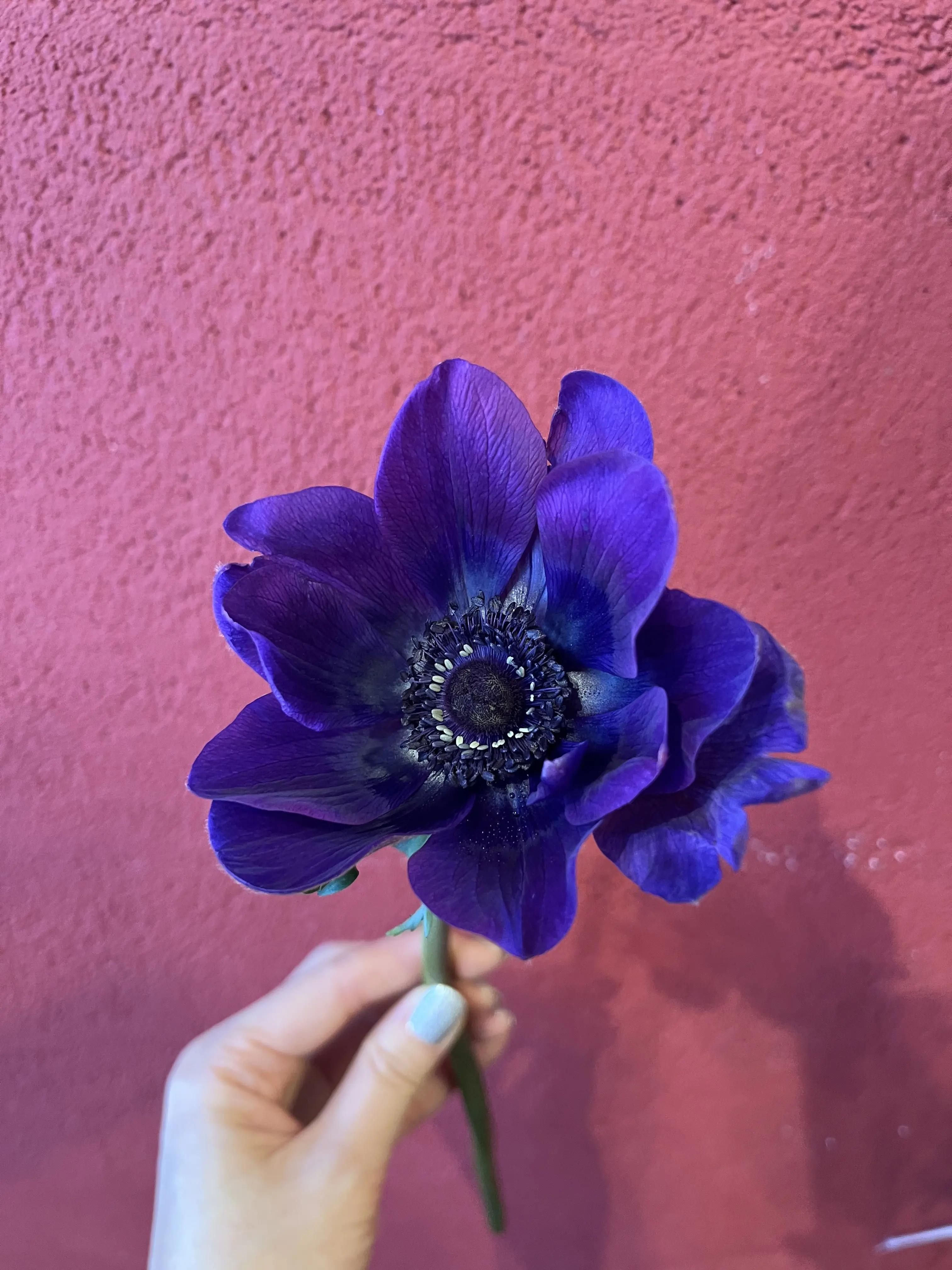 誕生日のブーケと最後にちょっとだけキラキラ観賞_1_3-2