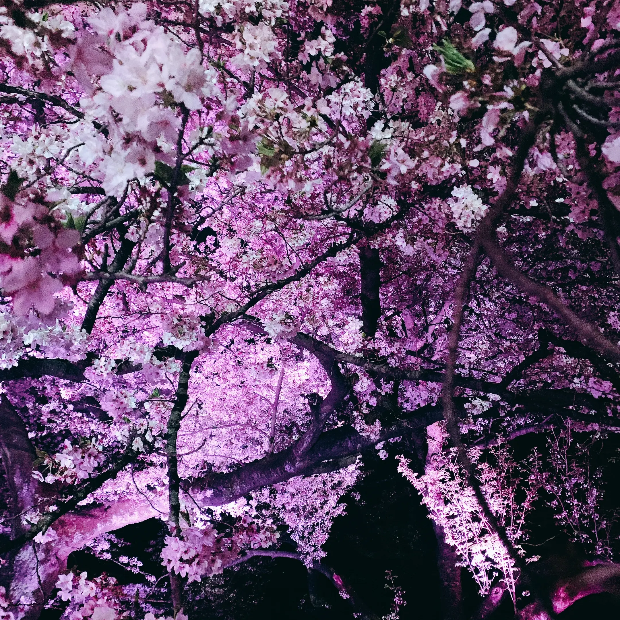 期間限定 ライトアップ夜桜　～幻想の世界～　新宿御苑×NAKID_1_6-1