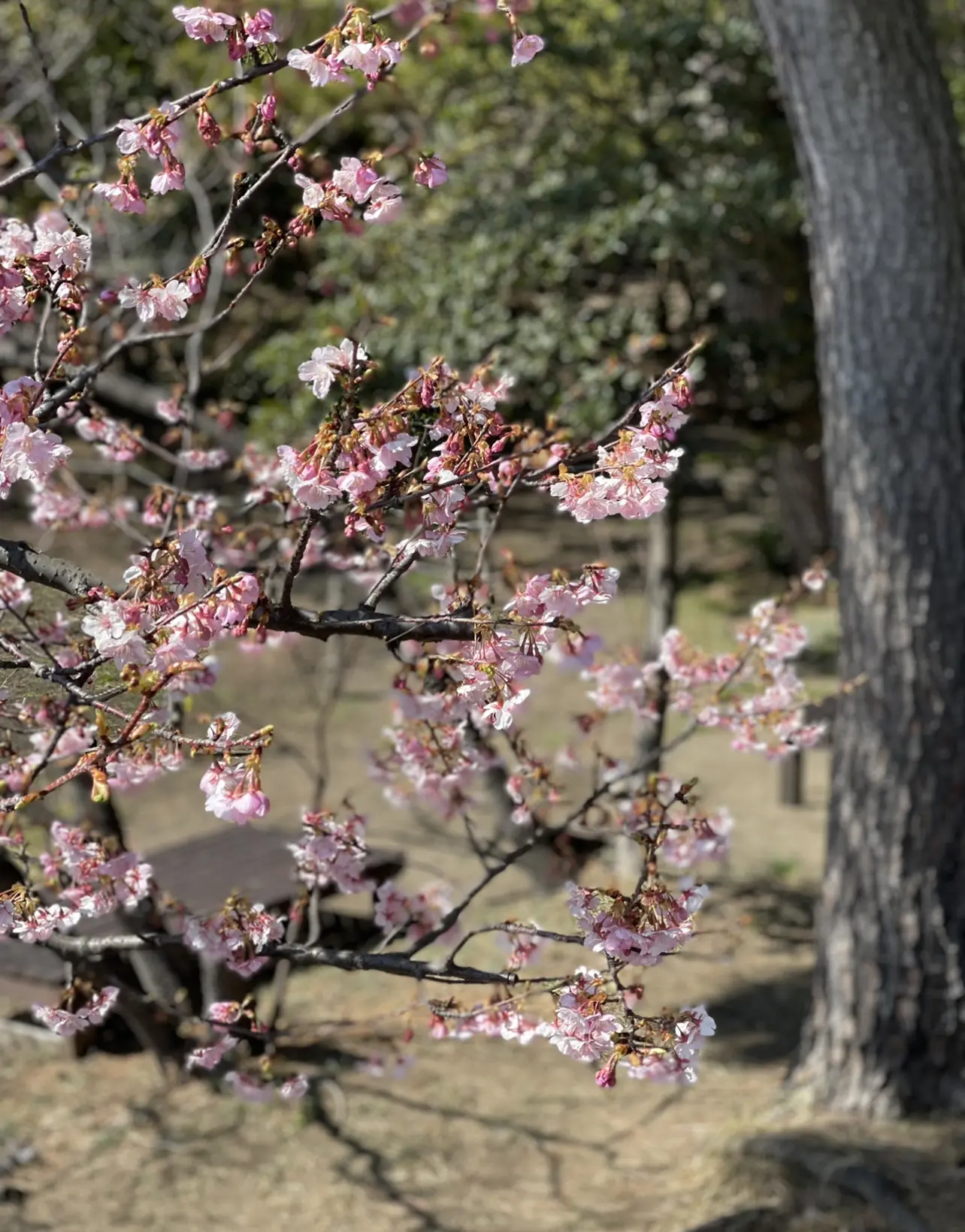 桜色の季節がやってきました。_1_1-2