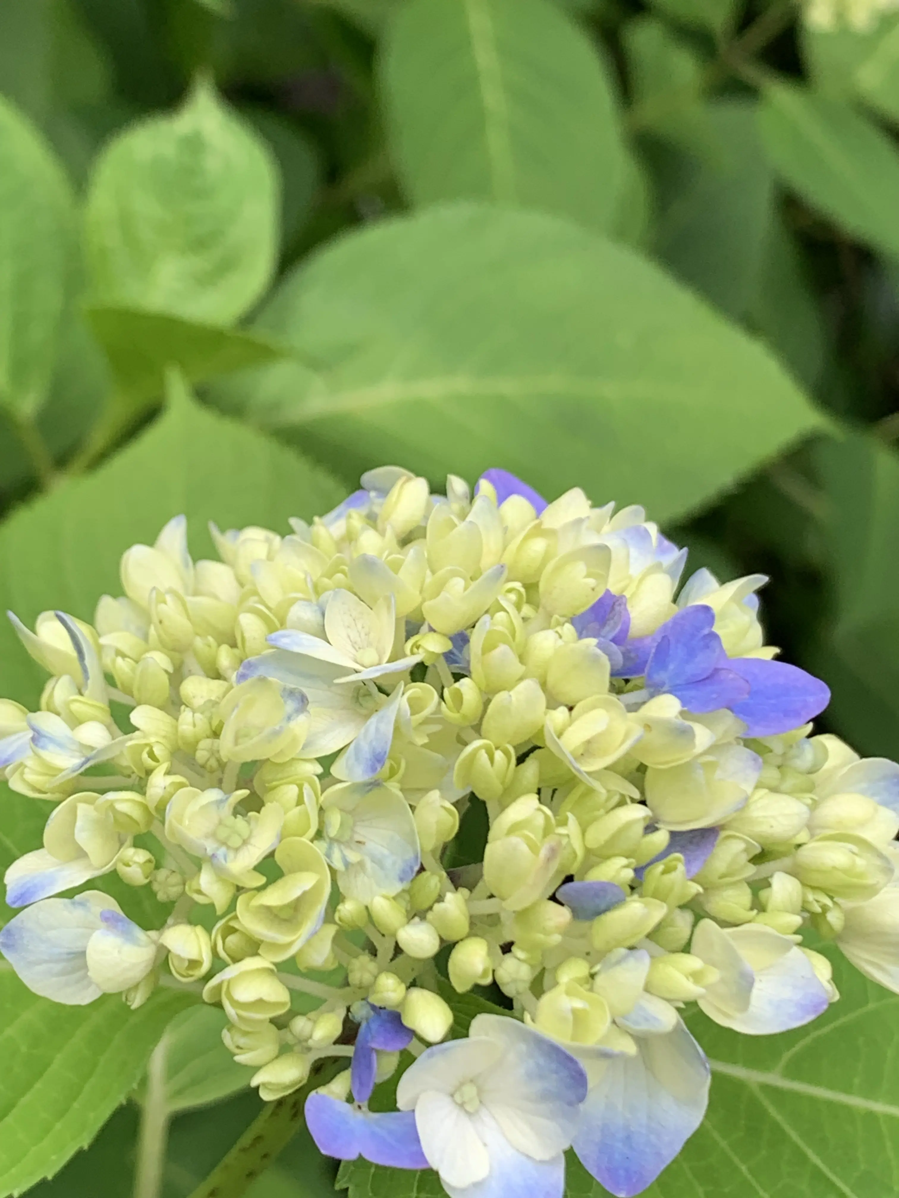 明月院の紫陽花
