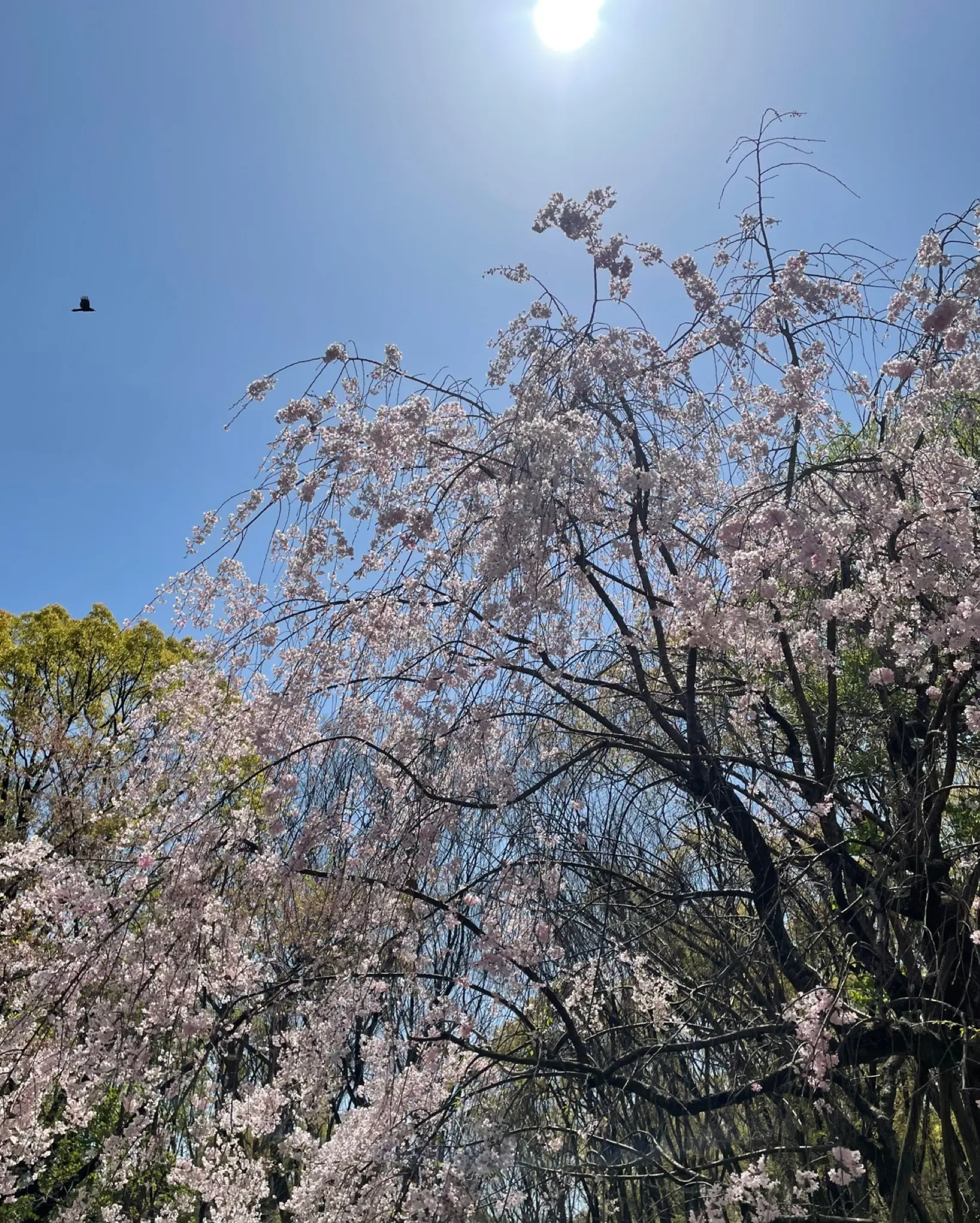 大阪城　桜