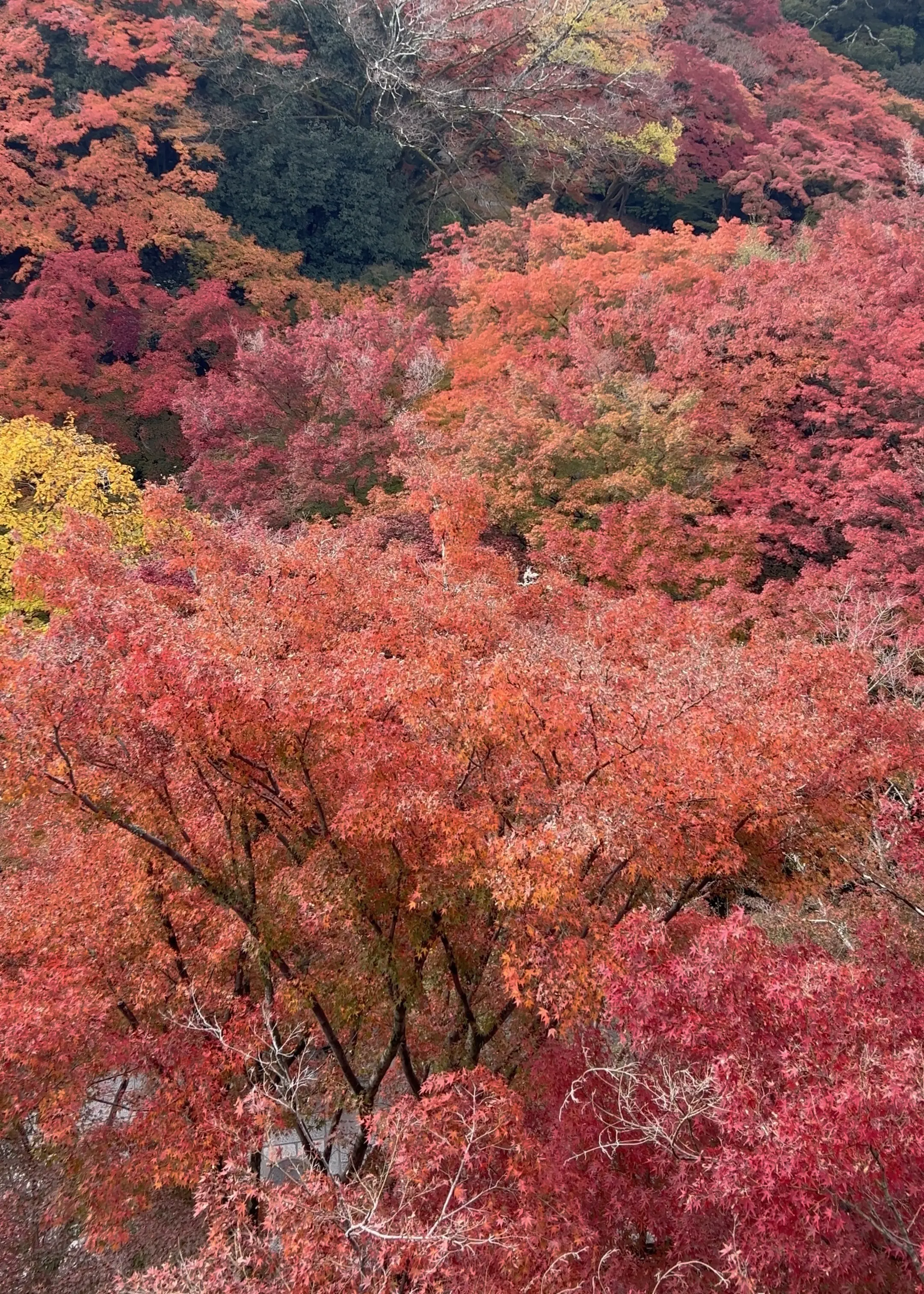 「そうだ京都、行こう。」🍂✨_1_1