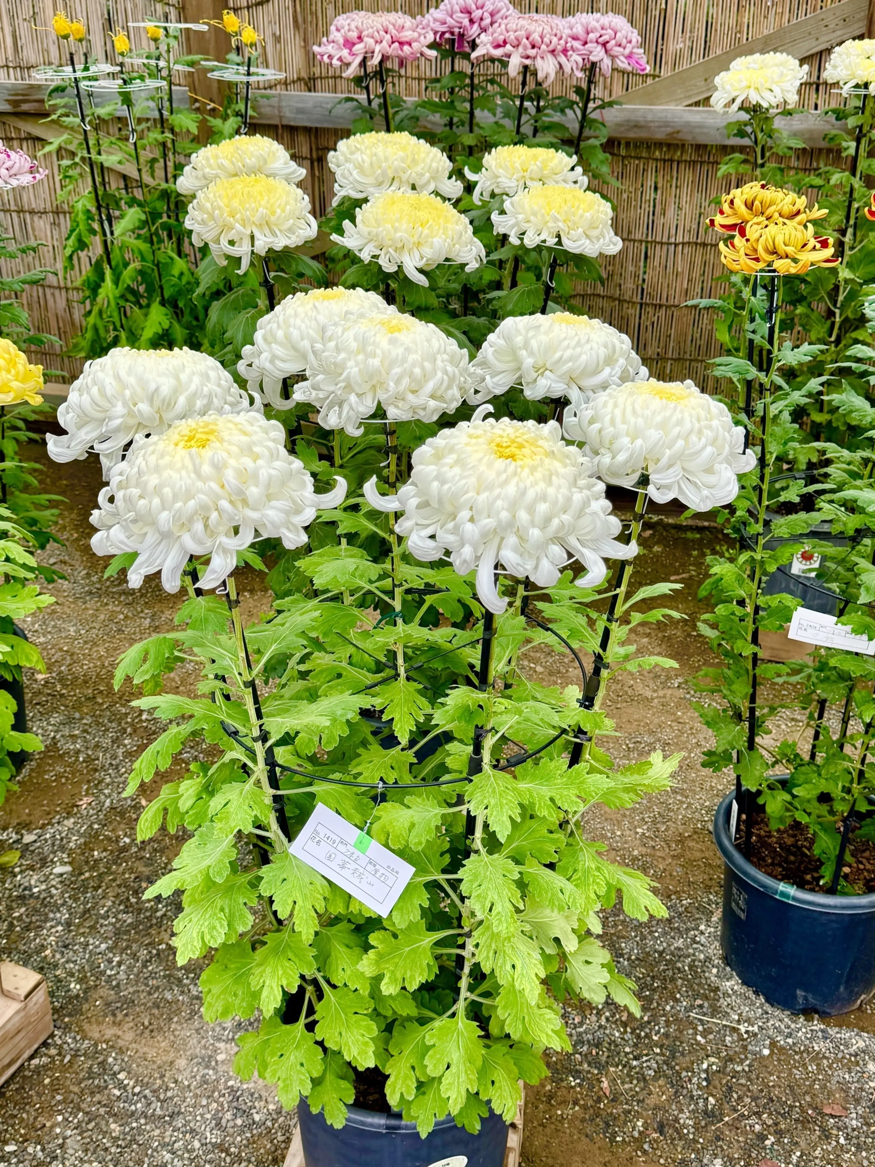 着付け教室の帰りに寄り道！着物映えフォトスポット「横浜・三溪園」_1_5-1