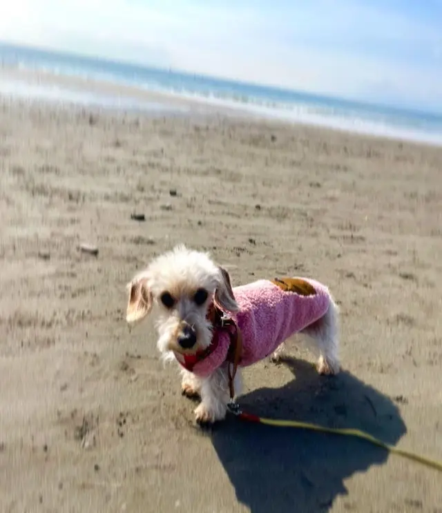 海散歩　湘南　デュアルライフ　犬