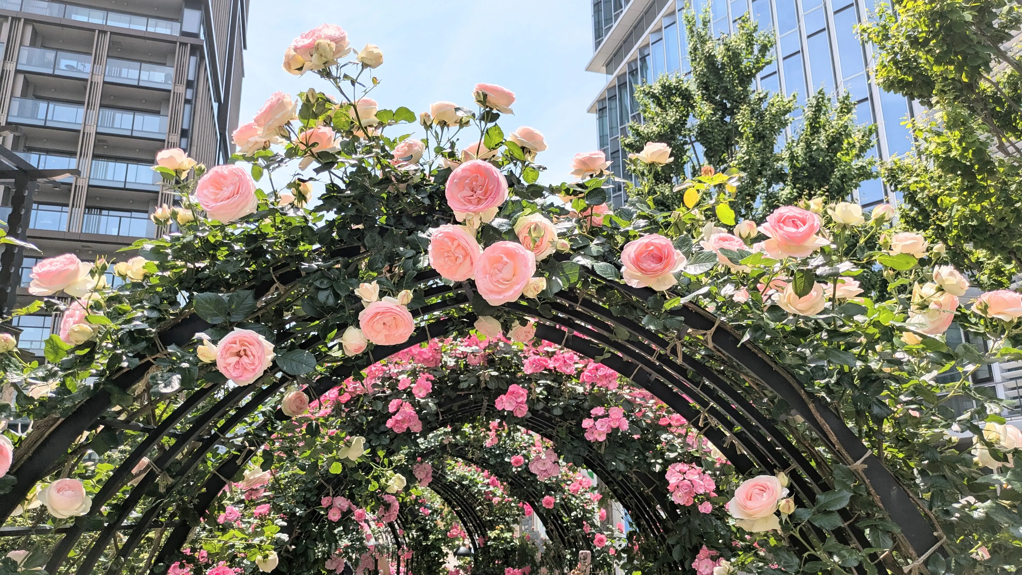 都会の真ん中で薔薇を楽しんで来ました~♡_1_6
