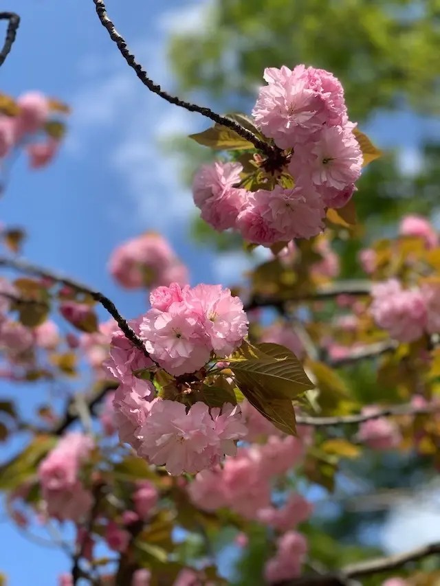 桜　花見　お花見　八重桜