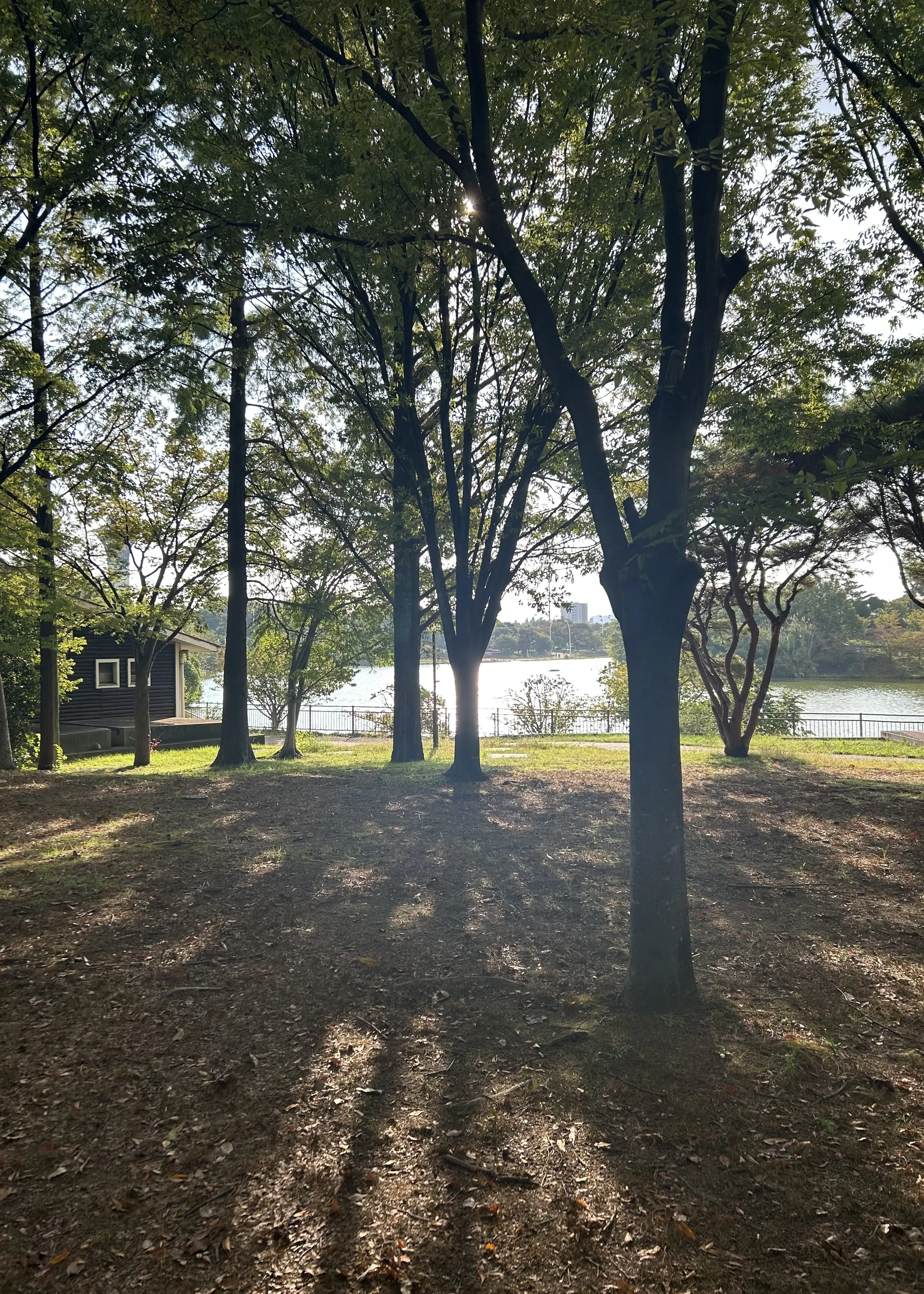 秋空とコスモスの丘✨_1_9-1