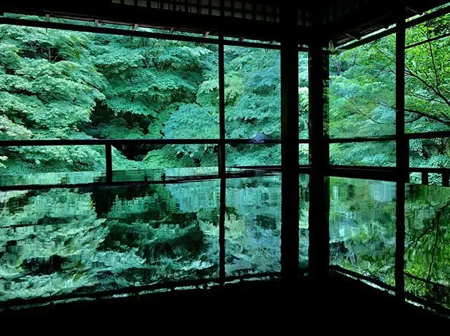 ６月の京都。青紅葉、苔庭、紫陽花。_1_1