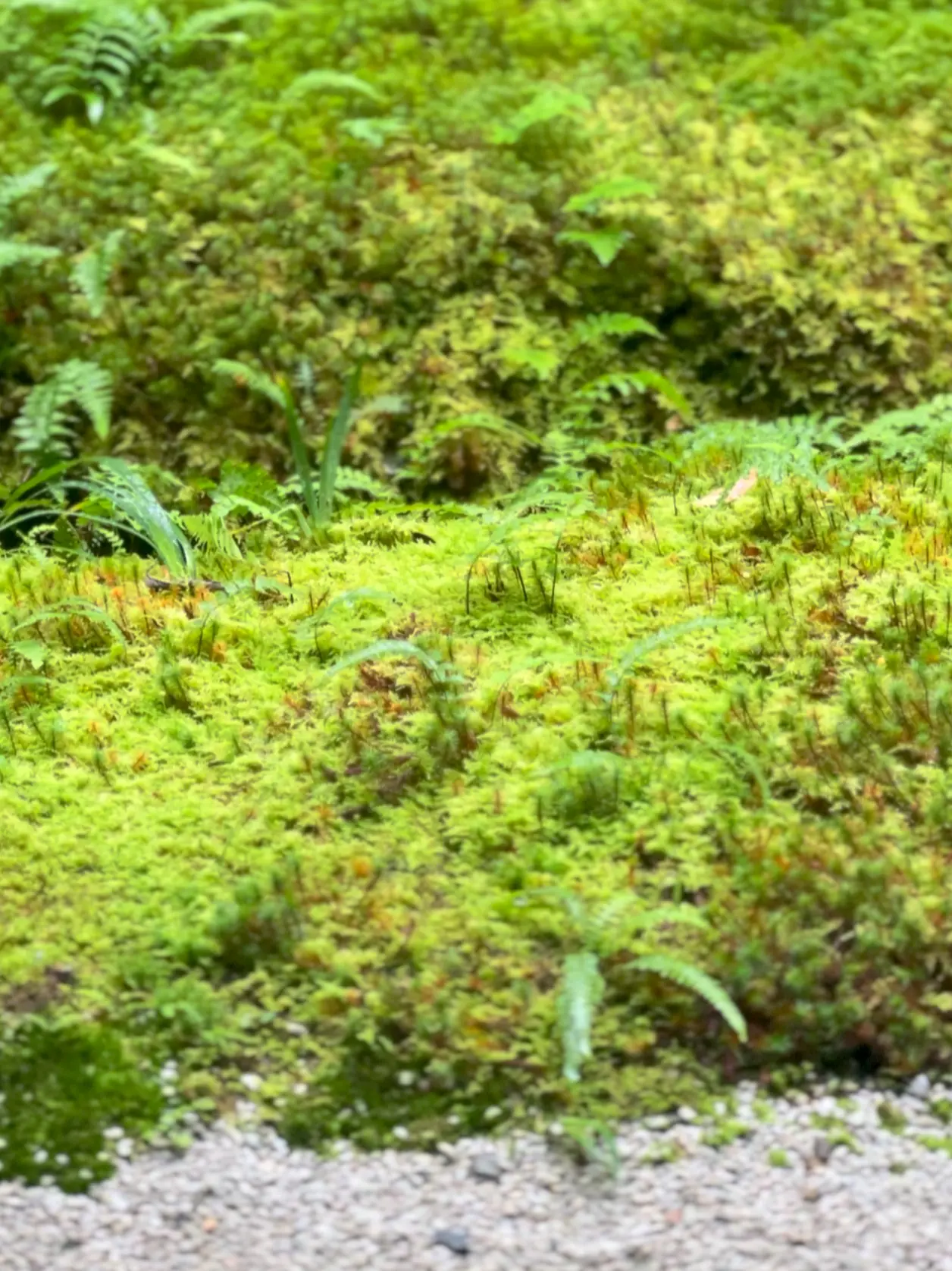 【京都】紅葉パトロール🍁瑠璃光院🍁秋の特別拝観_1_7