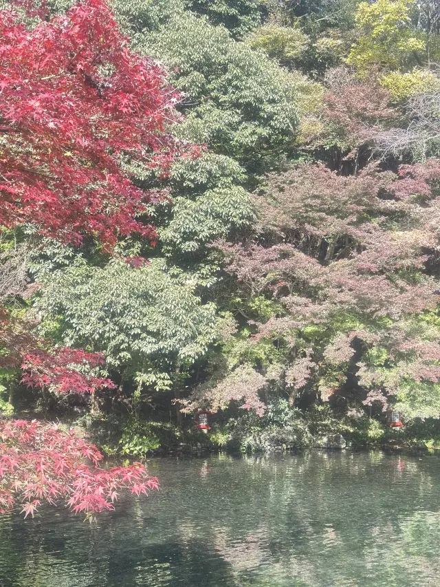 富士山本宮浅間大社 × ユニクロのジョガーパンツ_1_6