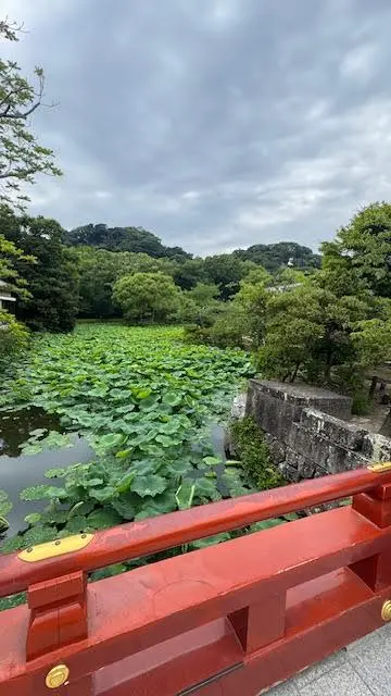 源氏池の蓮
