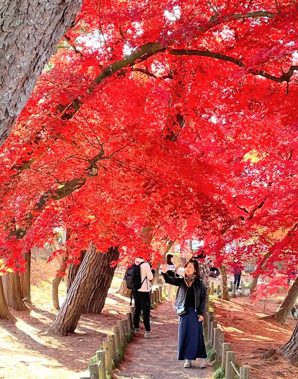 旧南部氏別邸庭園　紅葉のトンネル