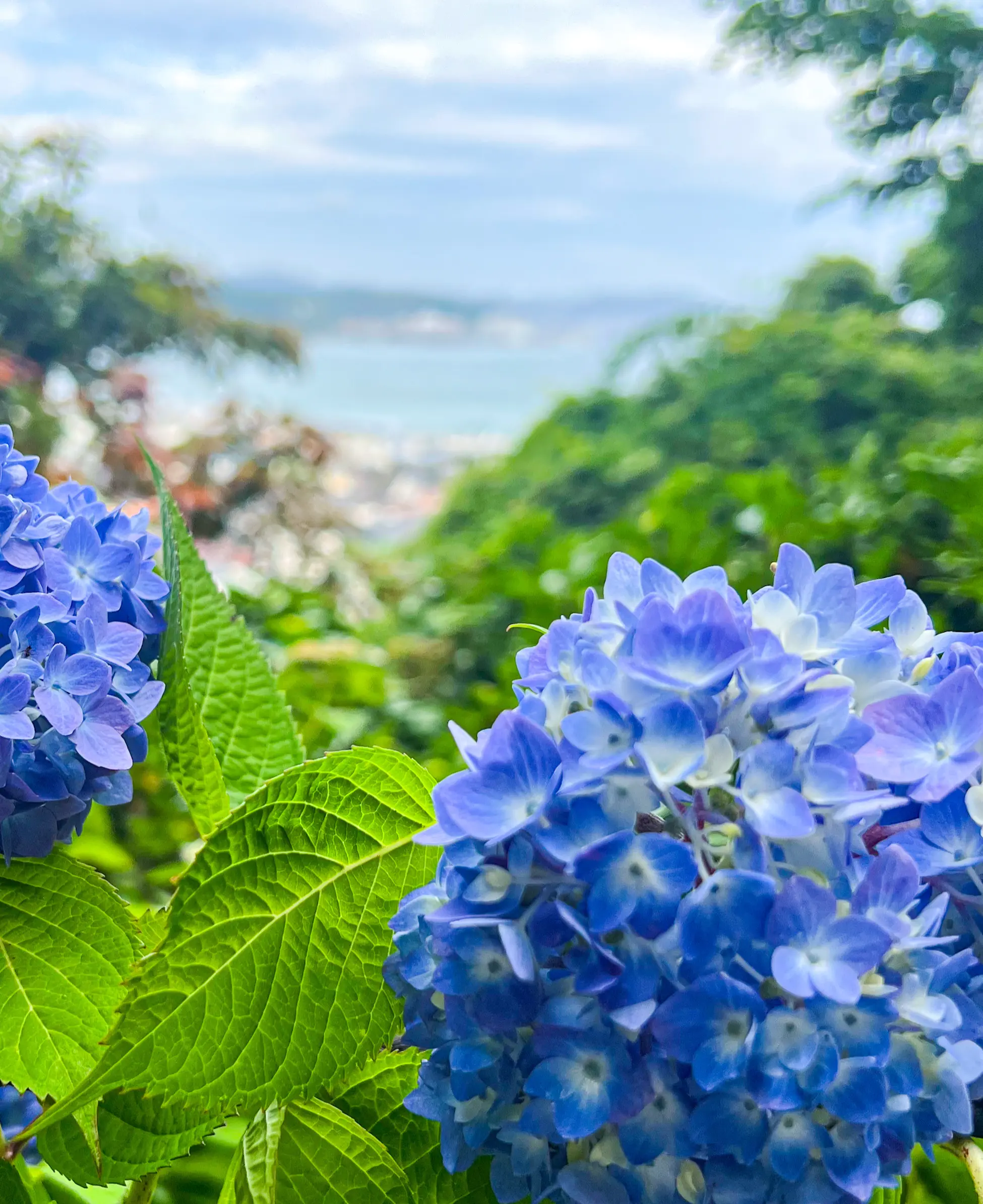 【鎌倉の紫陽花】2025.5.25撮影_1_1