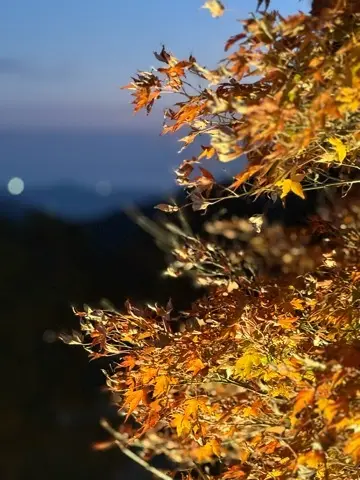 想像以上の絶景に出会えた神奈川の紅葉の見どころ〜大山編〜_1_4