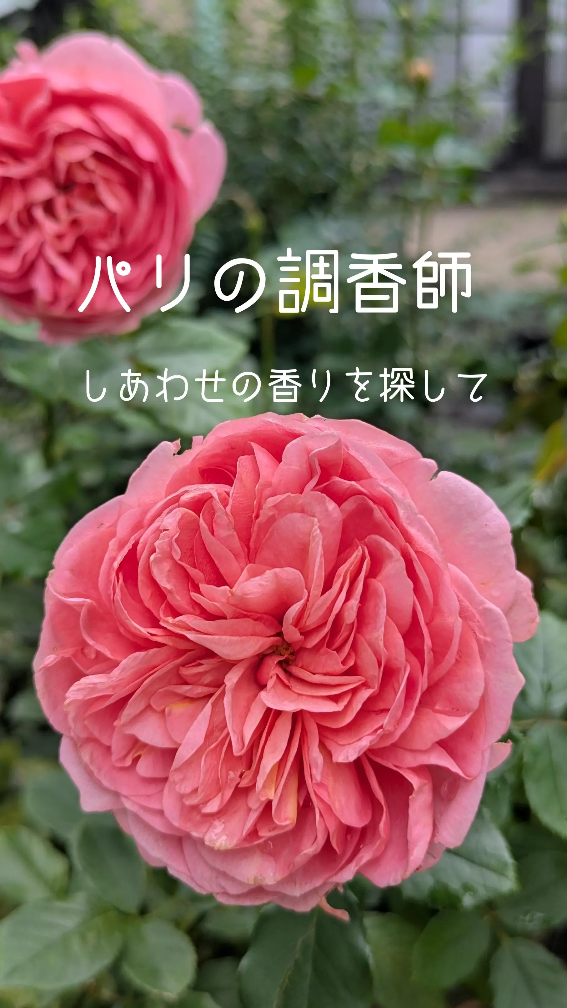 香水　香り　アントニアズフラワーズ　ルナ　ミルラ　ディオール　カルトゥージア