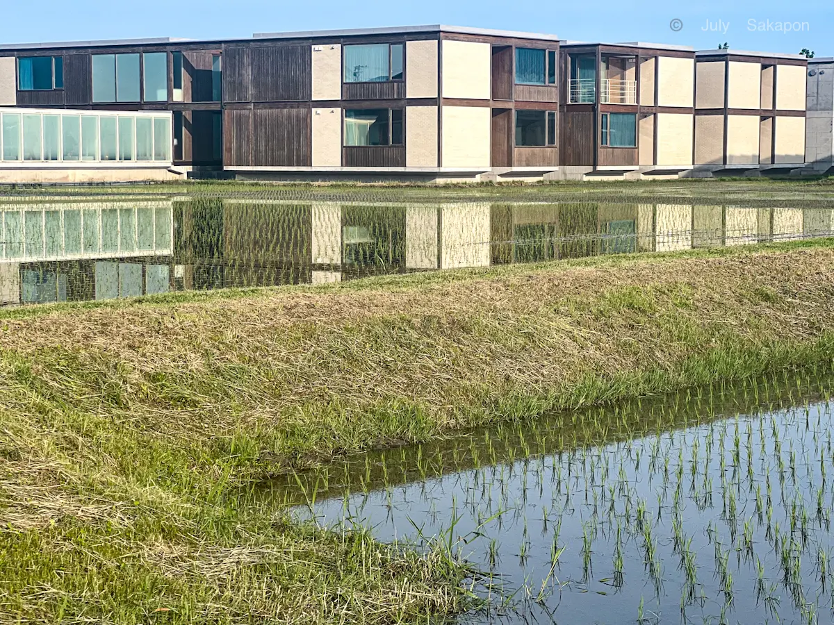 【さかぽんの冒険】カエルのオーケストラと田んぼの中の温泉💚_1_2