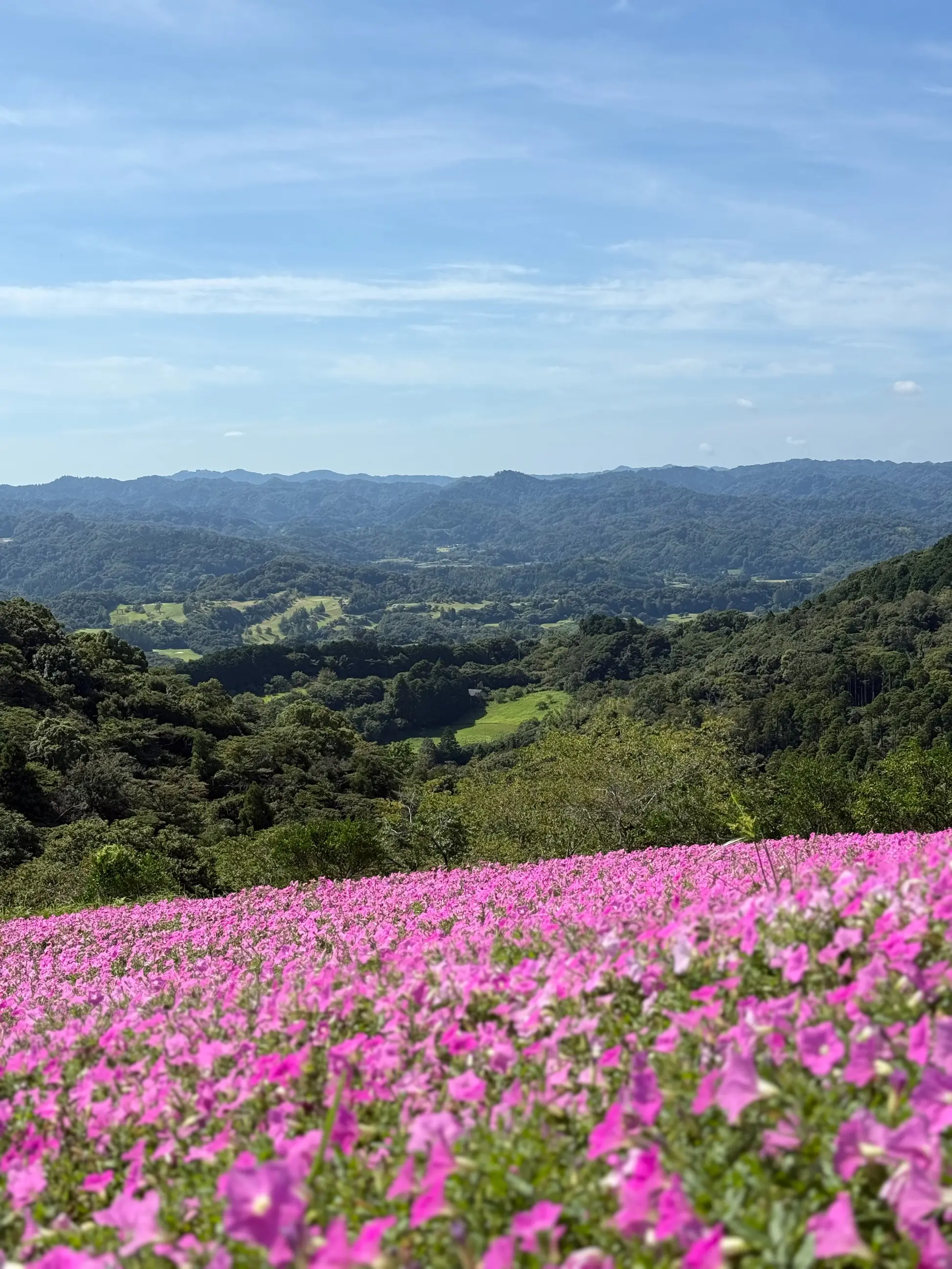 千葉県　観光名所　富津市　マザー牧場　花の谷　桃色吐息　雄大な景色