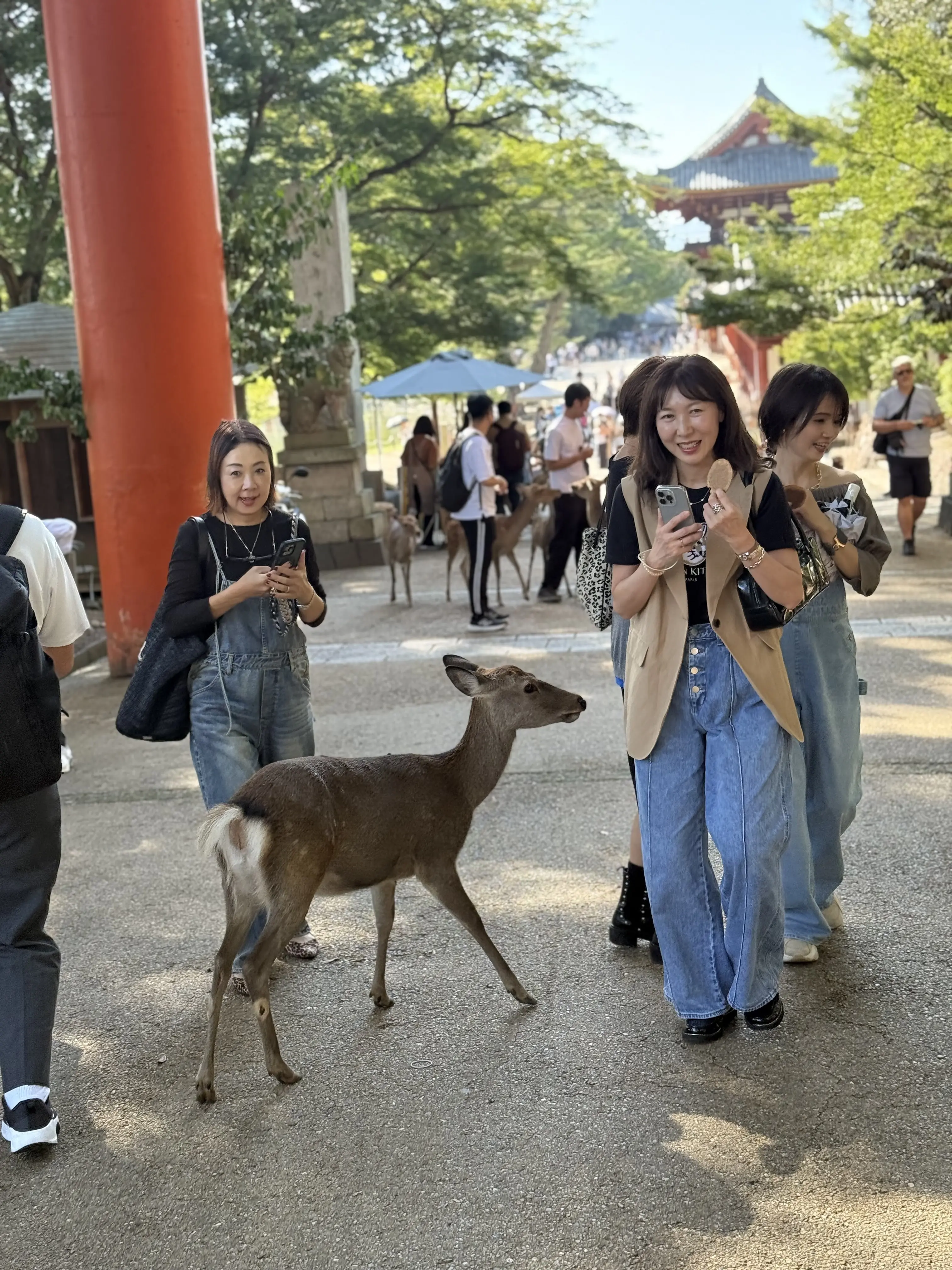 奈良　奈良公園　鹿　鹿せんべい　奈良観光　奈良おすすめ　奈良観光スポット