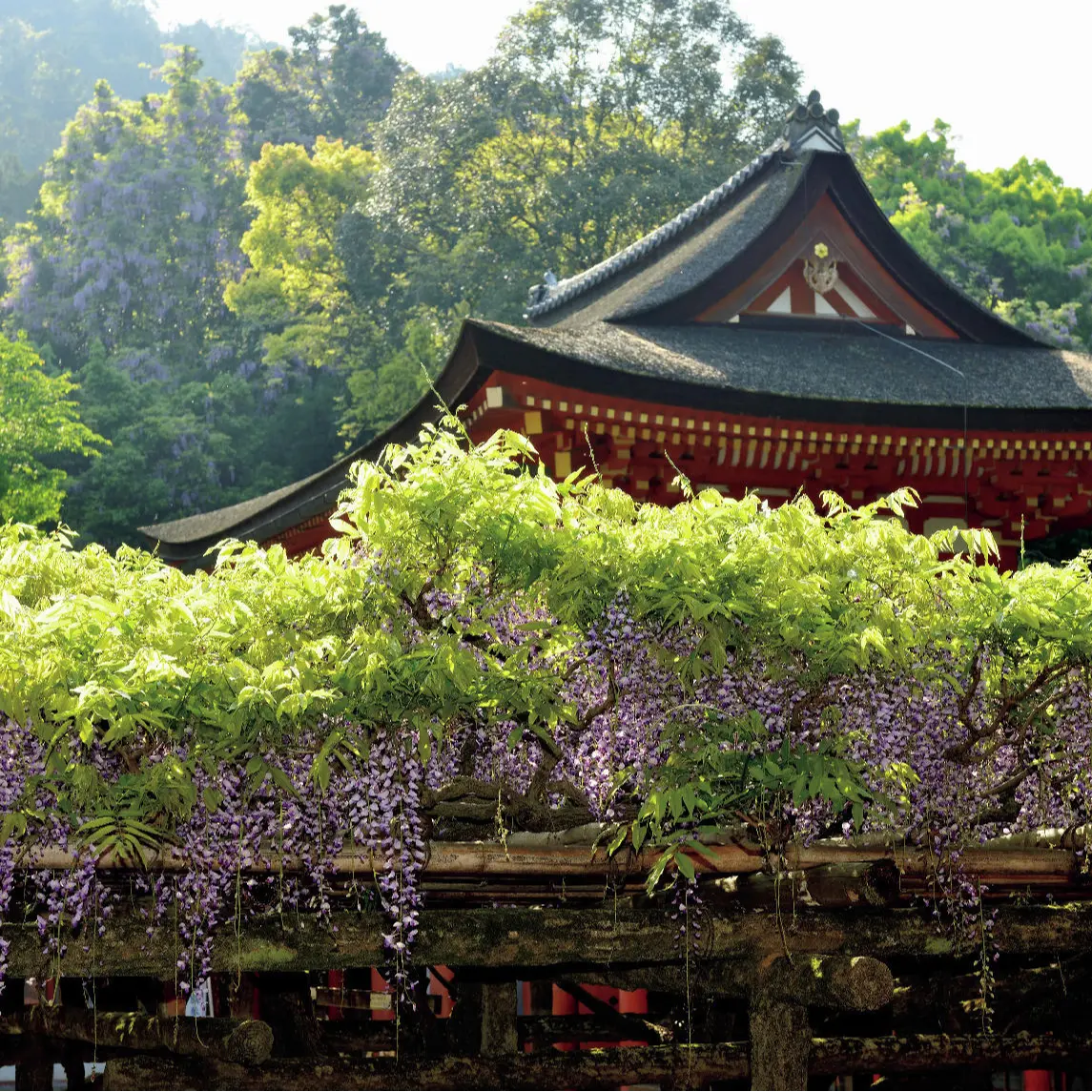 【藤を訪ねて、古都の旅へ】山藤の名所「奈良・春日大社」で穏やかなときを過ごす