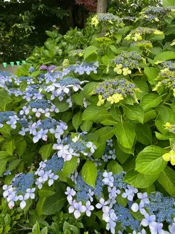 紫陽花鑑賞　今年は..._1_4-2