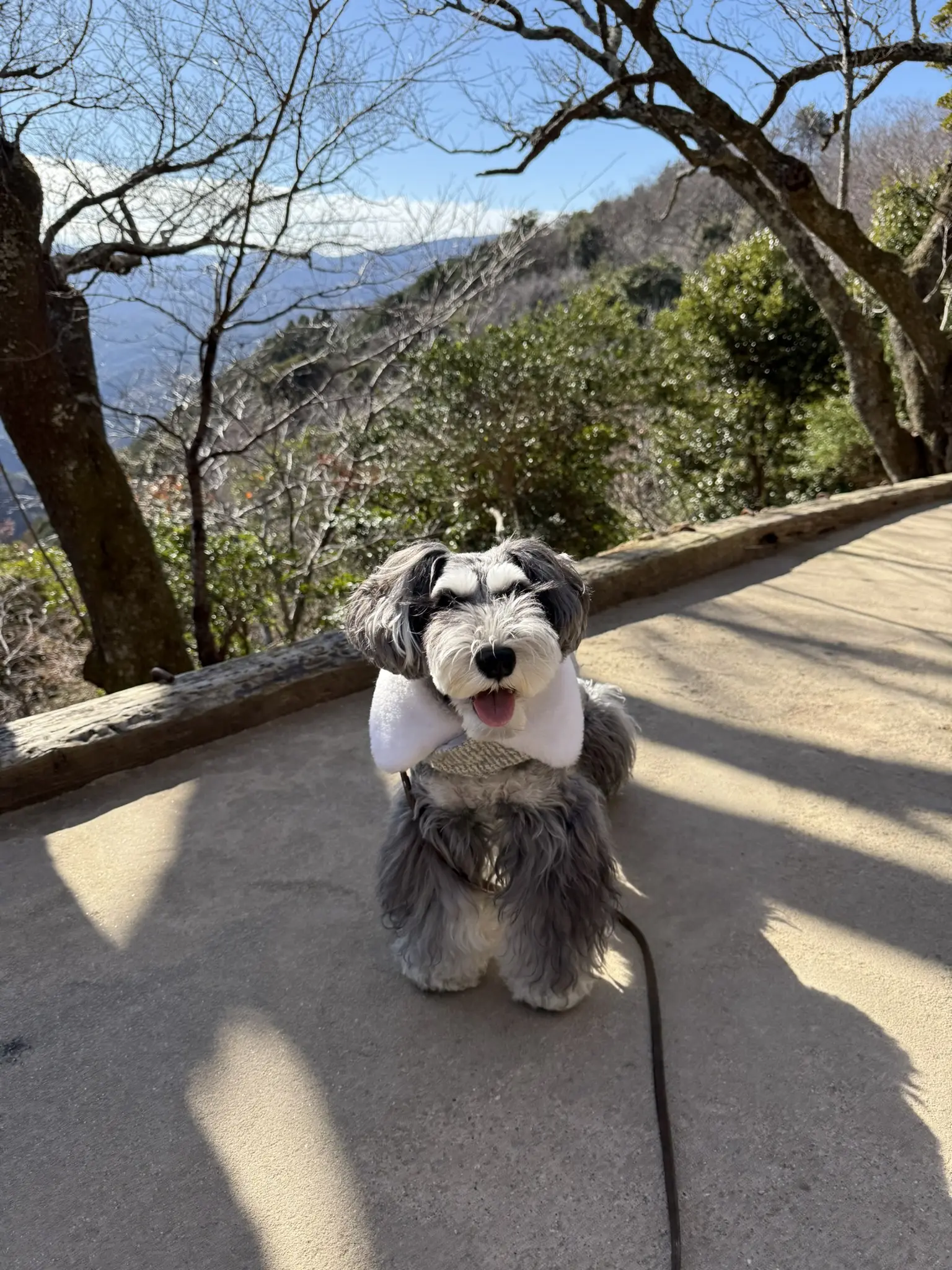 オリビア　伊豆パノラマパーク