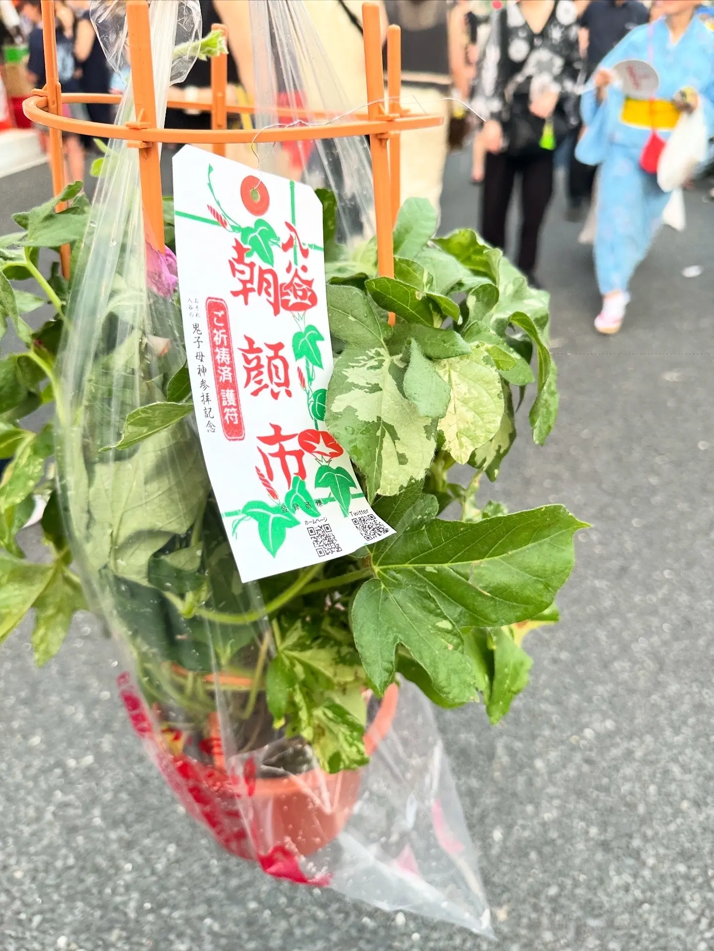 朝顔
