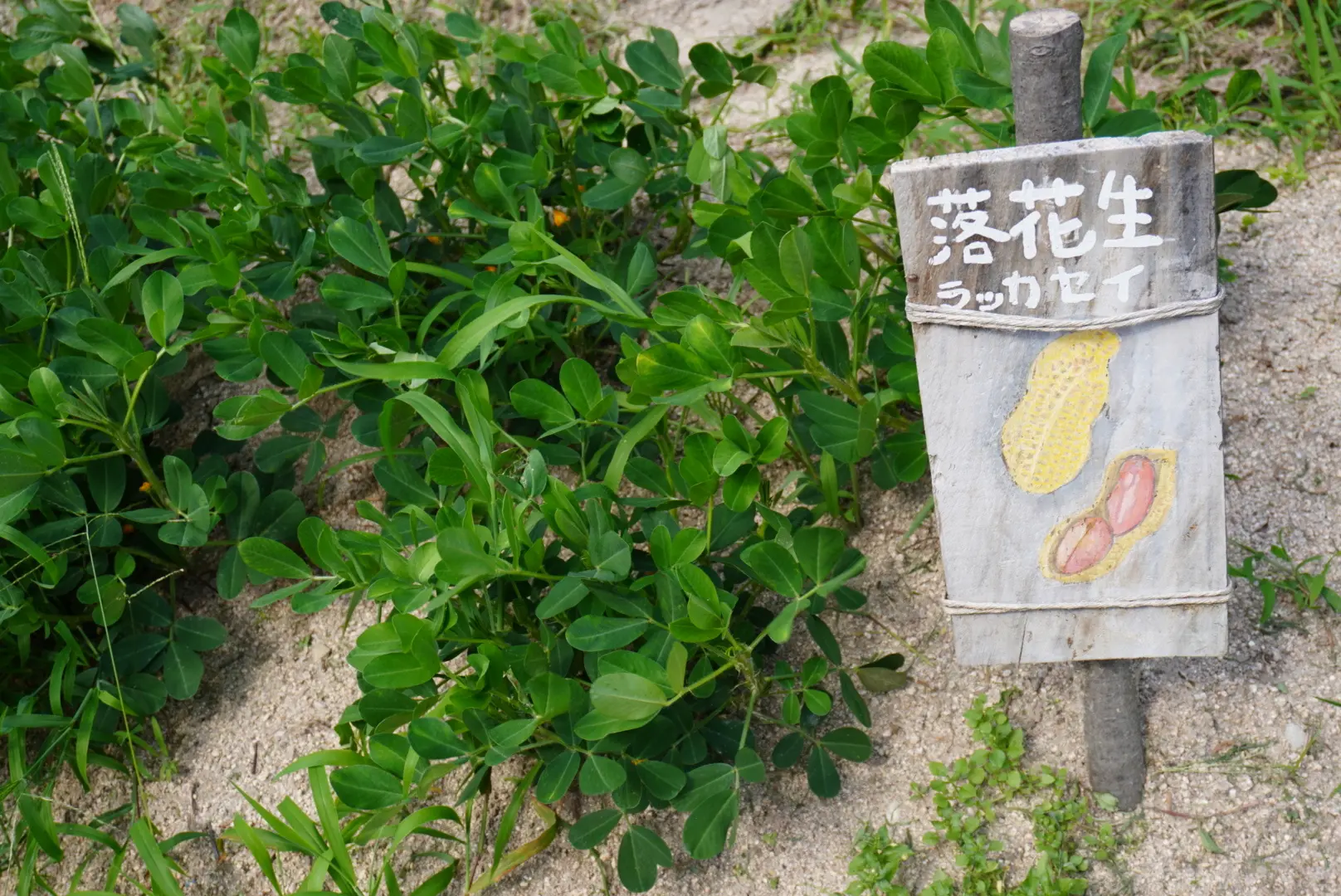 心身共に優しい癒しのスポットで爽やか夏デート＠IROHA village（いろはビレッジ）☆広島_1_20