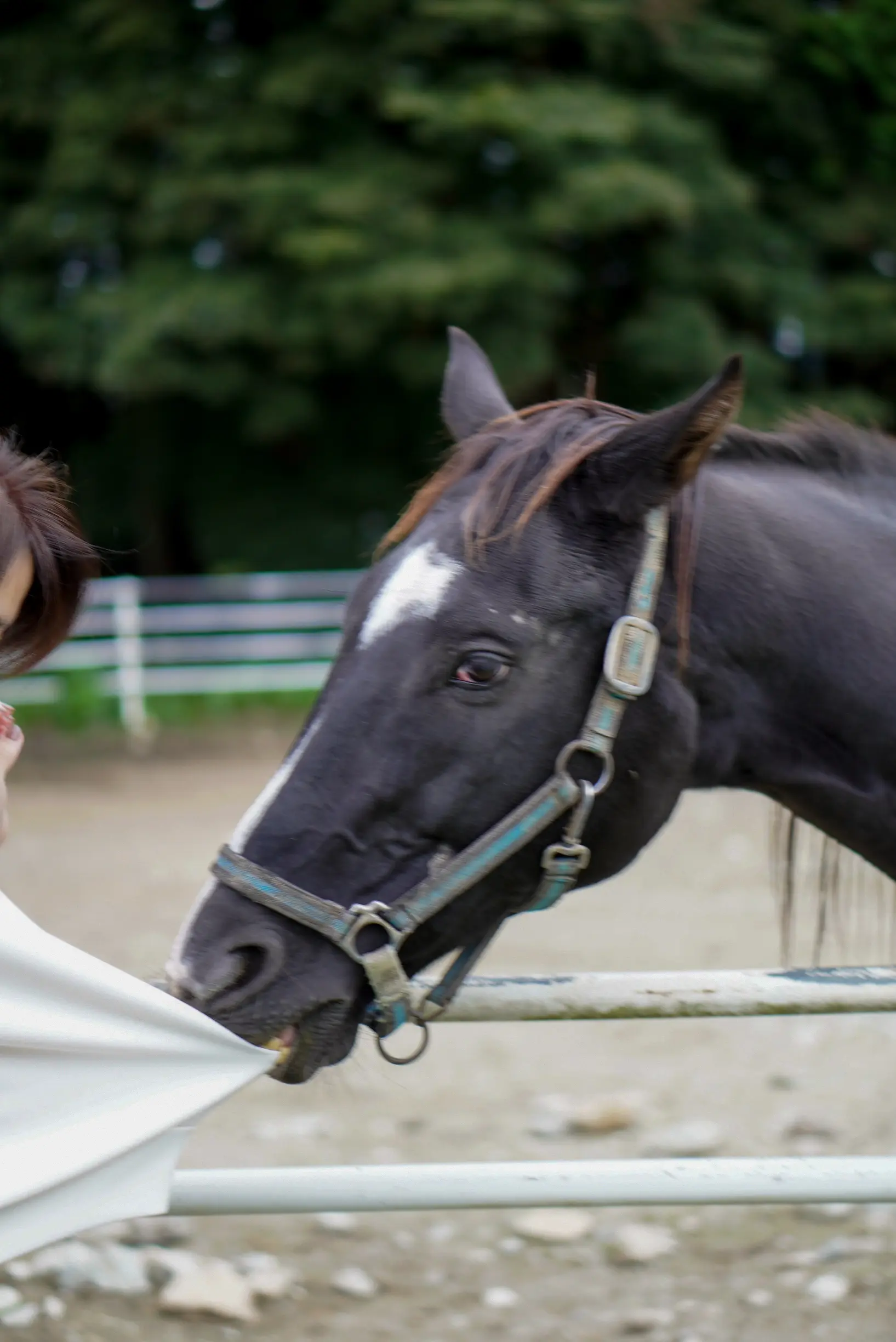 【秋の那須旅行①】超人気ベーカリーレストラン「ペニーレイン」、千本松牧場で馬と触れ合い_1_8-3