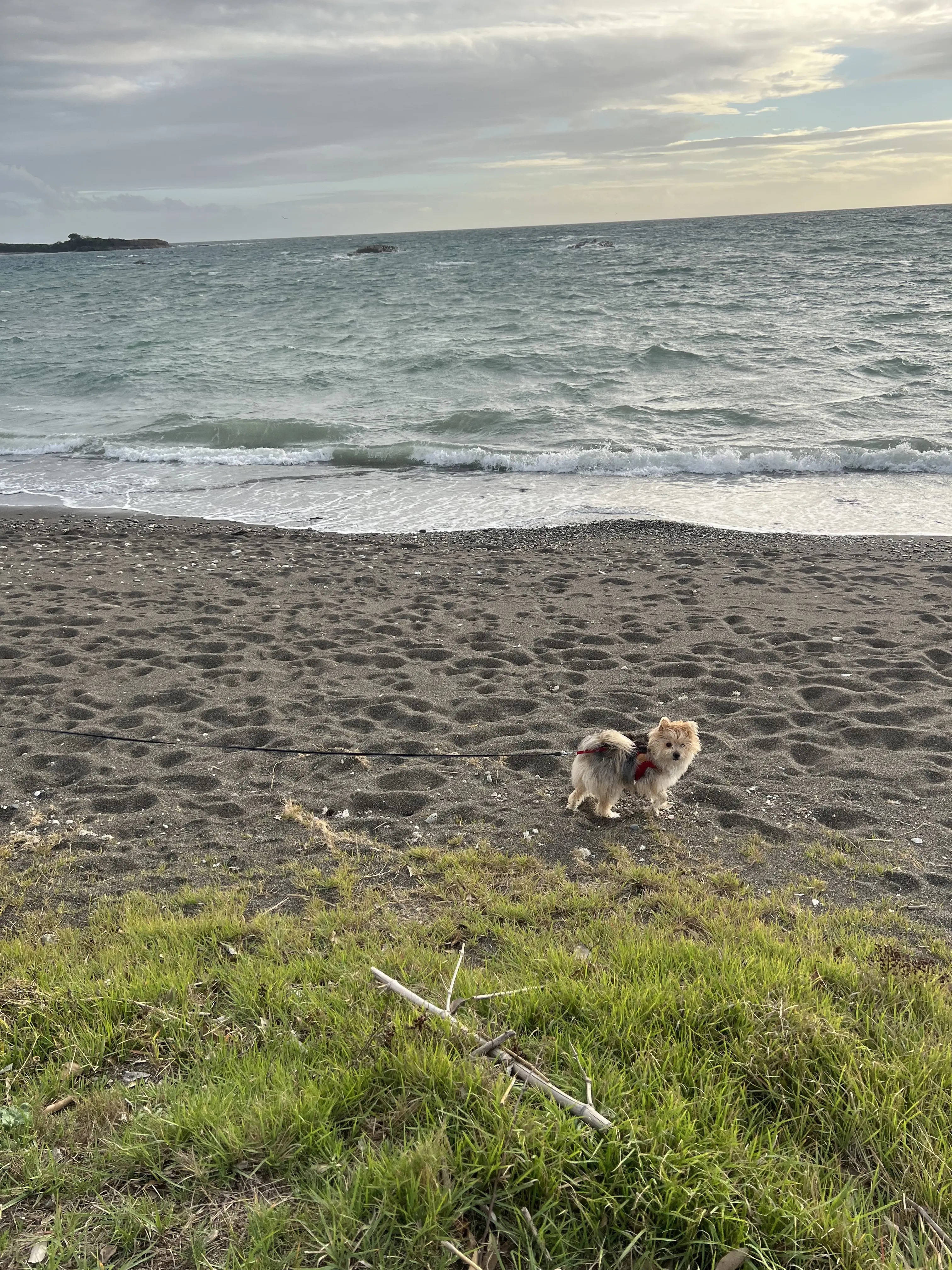 砂浜で遊ぶで遊ぶゾーイちゃん