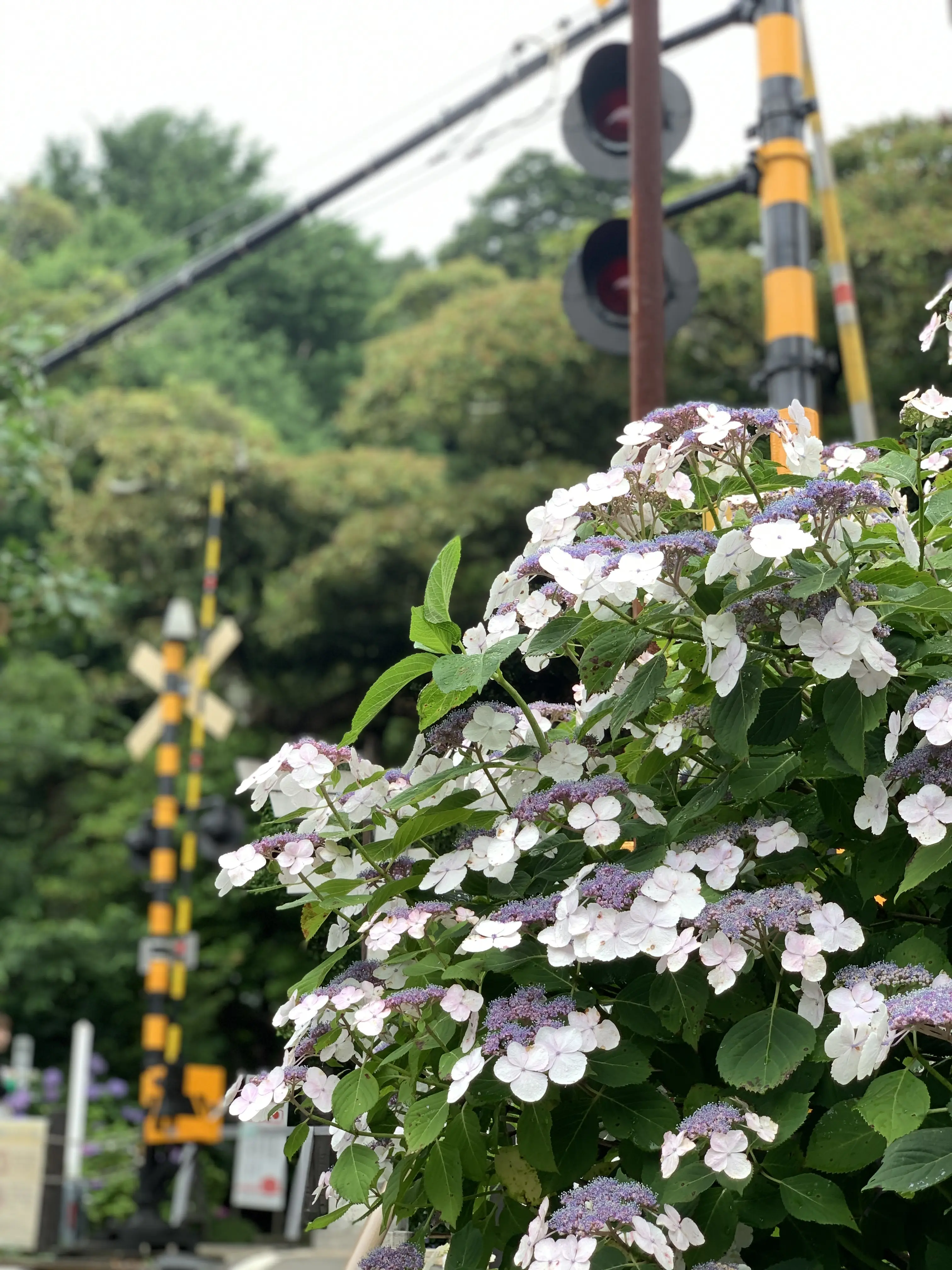 極楽寺／御霊神社の紫陽花 鎌倉あじさい巡り③_1_22