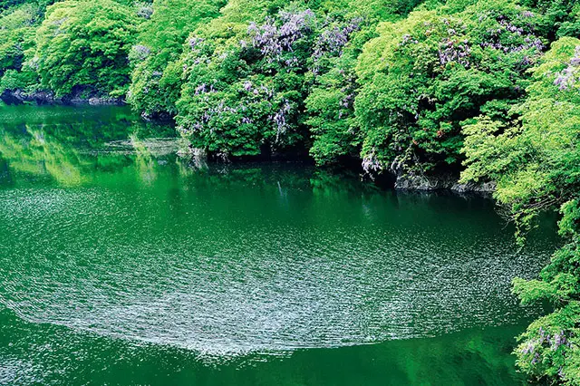 【藤を訪ねて、古都の旅へ】息をのむほどの美しさ！京都・宇治の藤めぐり_1_9