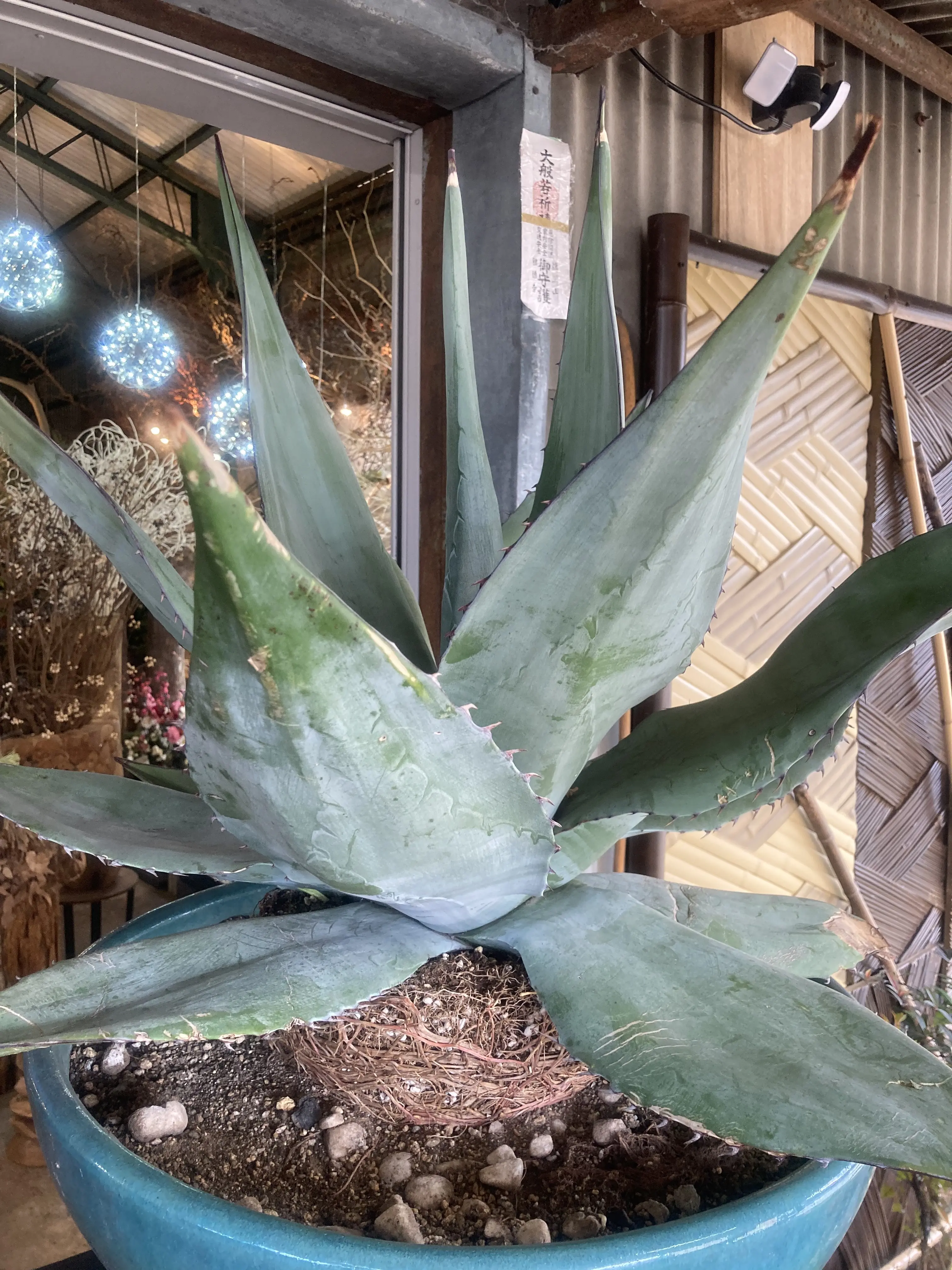 プチ・クリスマス気分を味わいに出かけました。_1_2