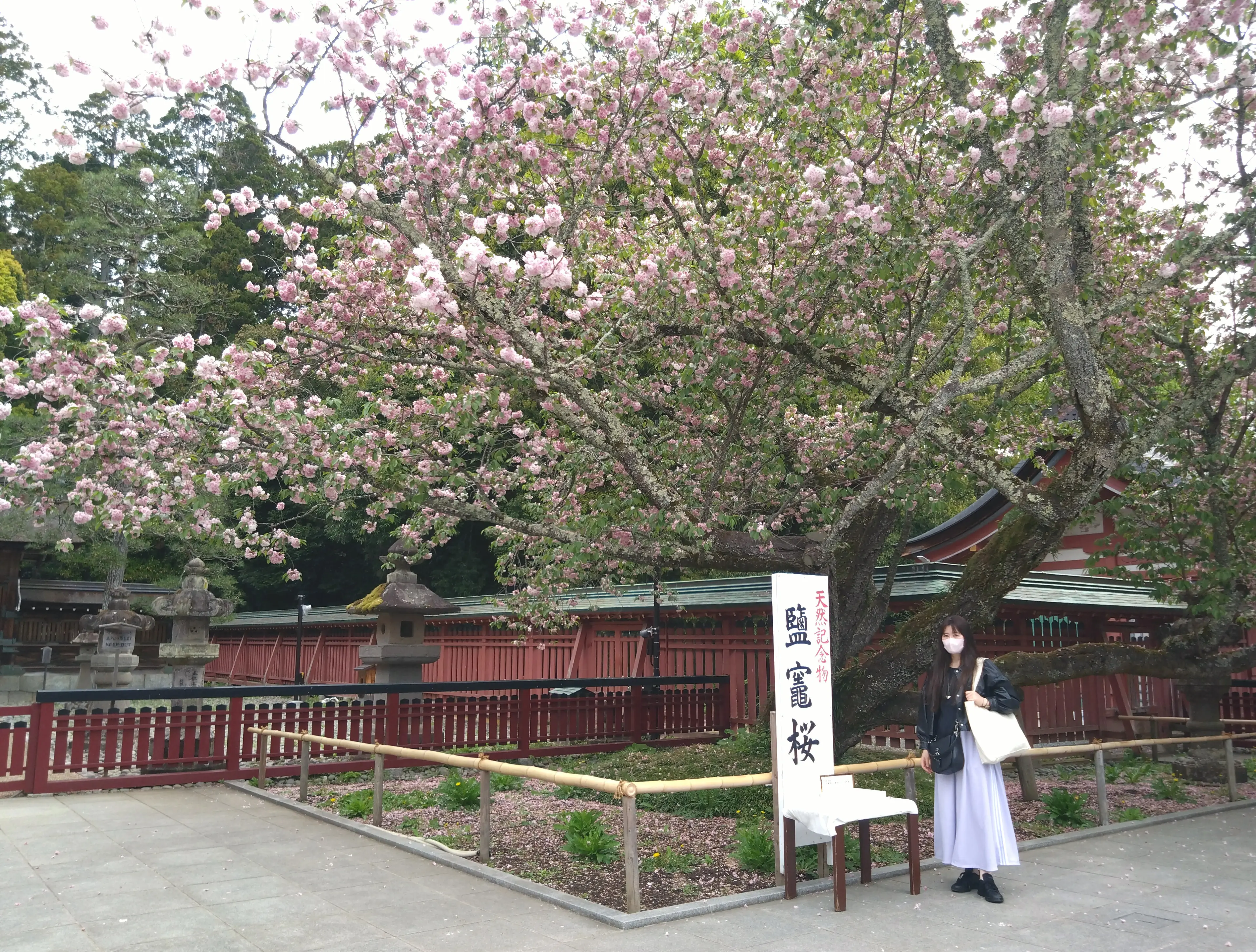 塩竃桜