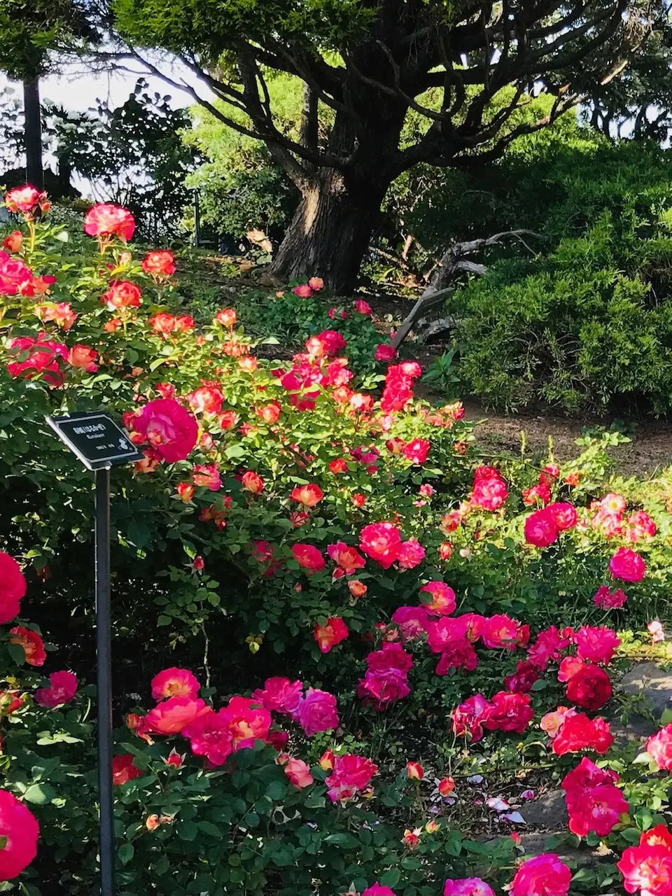 港が見える丘公園☀︎〜英国風庭園◎華やかな薔薇たち_1_3